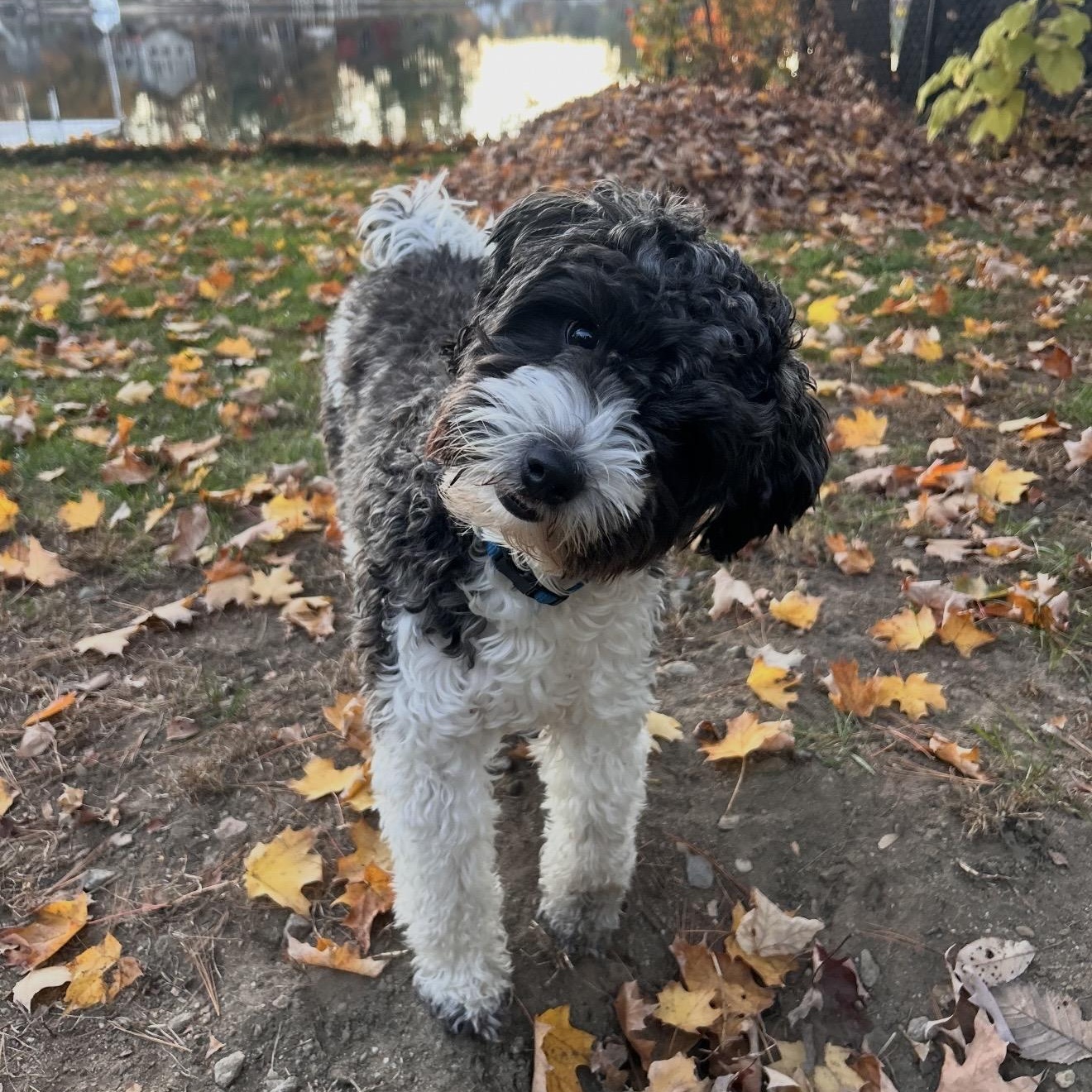 Ozzy, Adoptable, Puppy Male Shih poo.