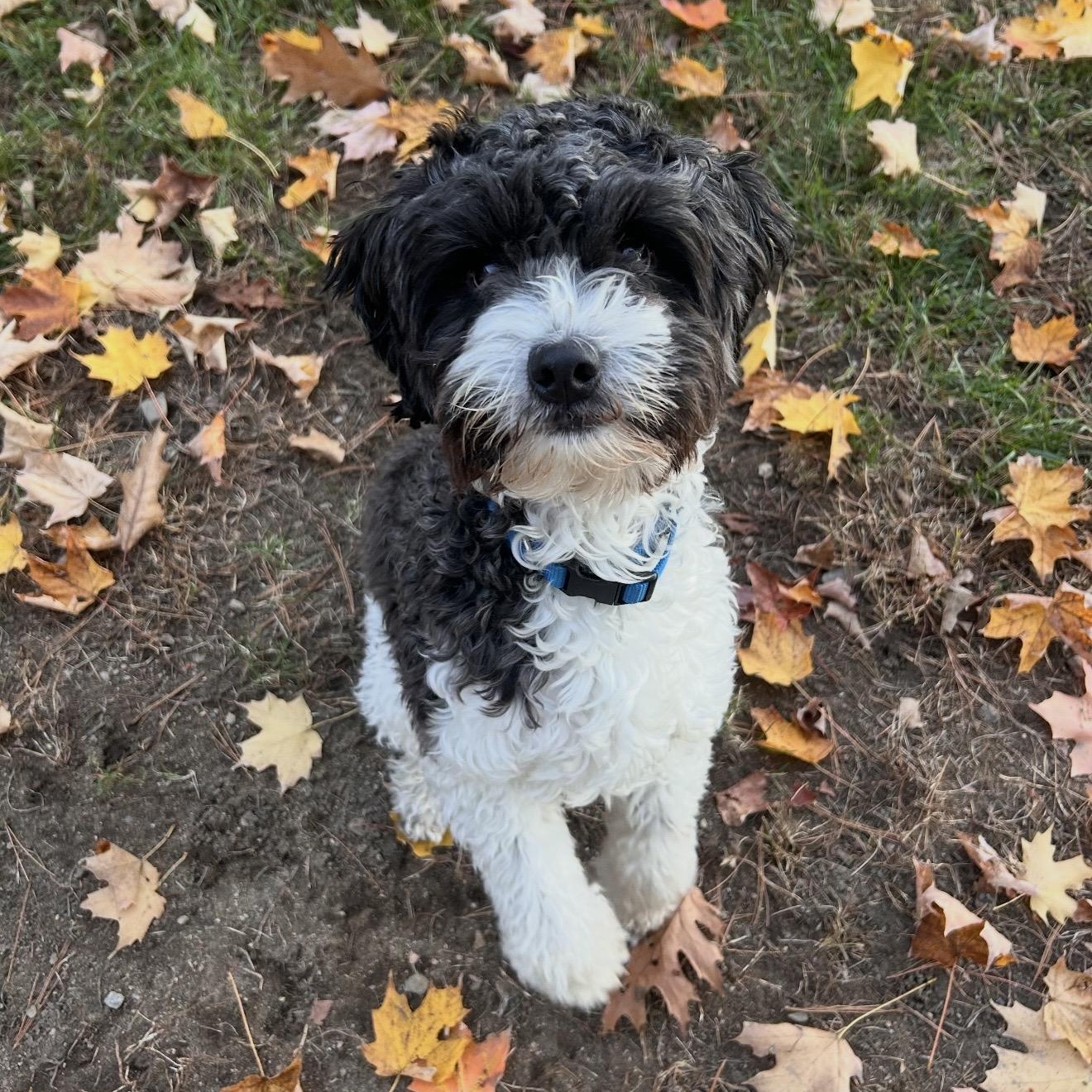 Enlarge Ozzy, a Adoptable mixed breed in Pelham, NH image 2/6