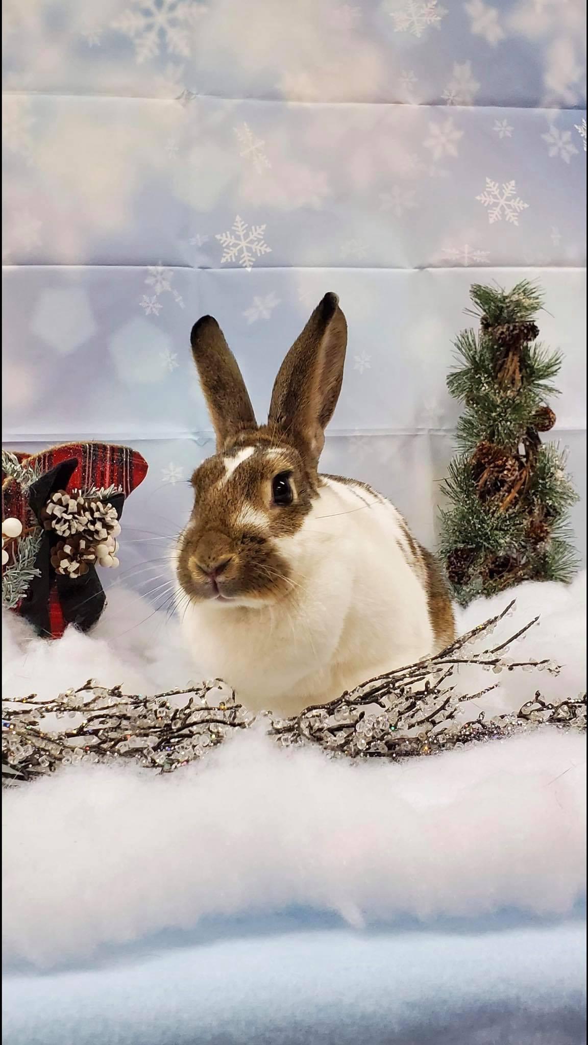 Natasha, Adopted, Adult Female Bunny Rabbit.
