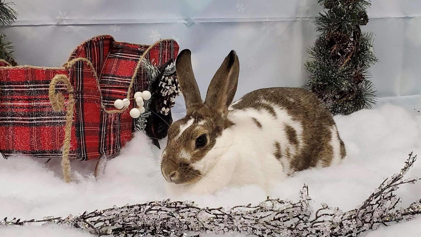 Enlarge Natasha, a Adopted Bunny Rabbit in Lakeville, MN image 2/3
