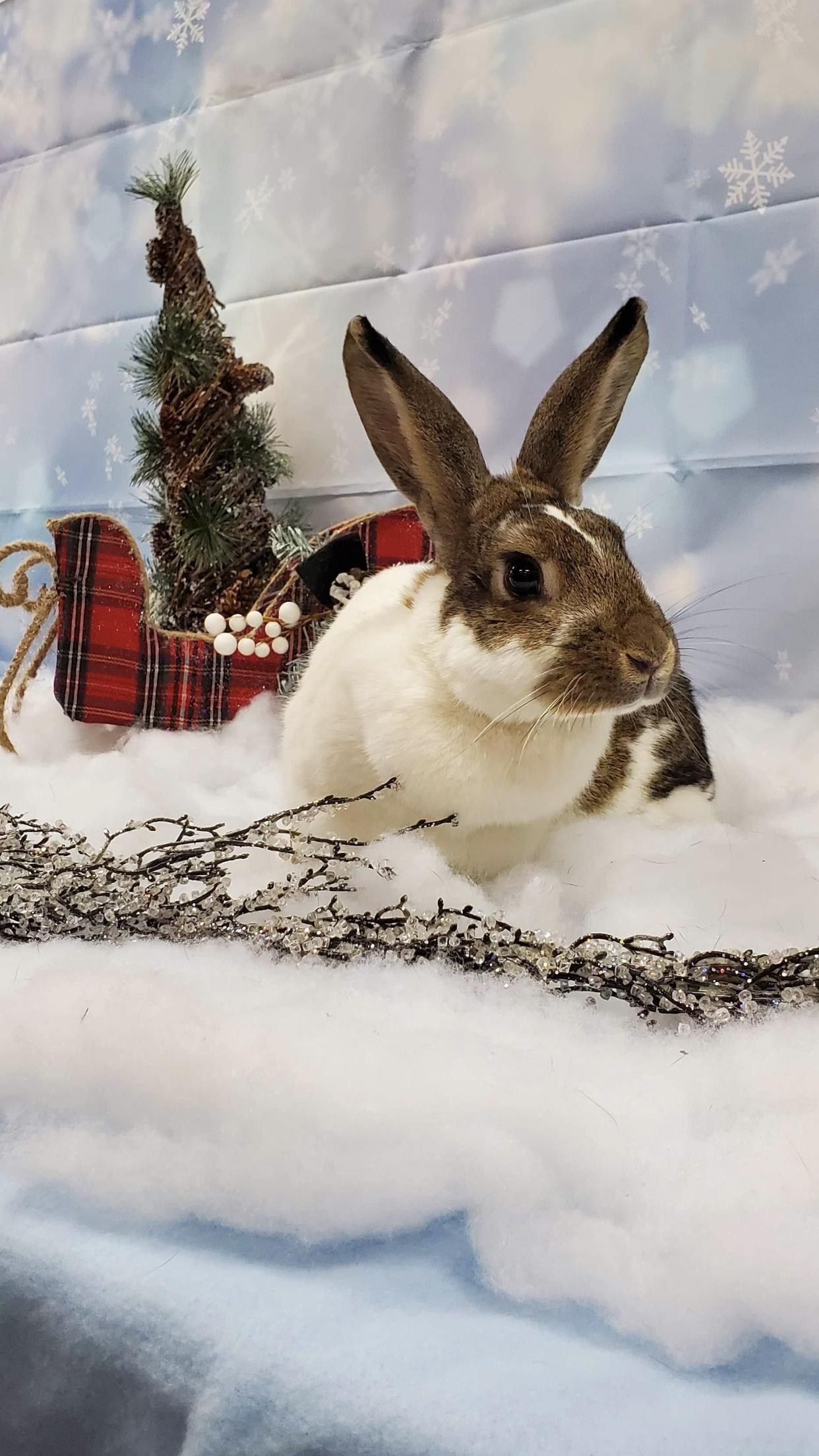 Enlarge Natasha, a Adopted Bunny Rabbit in Lakeville, MN image 3/3