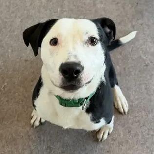 Enlarge Toby, a Adoptable Pointer in Saint Louis, MO image 1/5