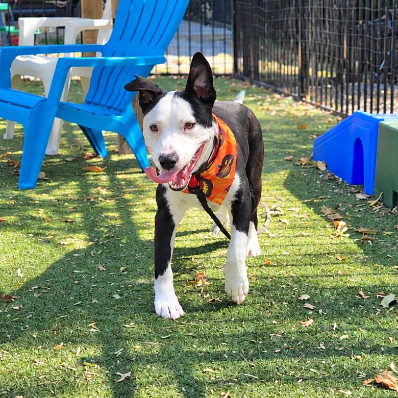 Enlarge Toby, a Adoptable Pointer in Saint Louis, MO image 2/5