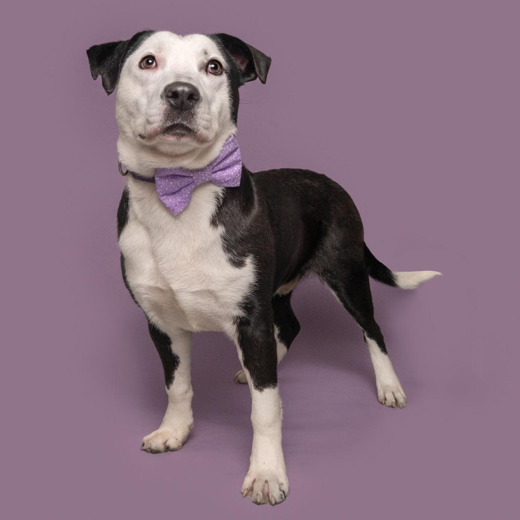 Enlarge Toby, a Adoptable Pointer in Saint Louis, MO image 3/5
