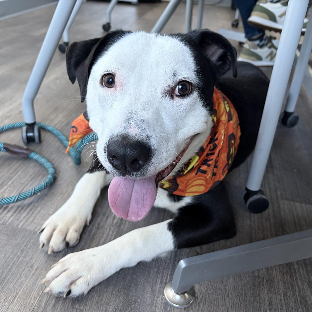 Enlarge Toby, a Adoptable Pointer in Saint Louis, MO image 5/5