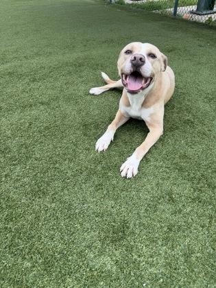 Enlarge Sanderson, a Adoptable mixed breed in Independence, MO image 1/3