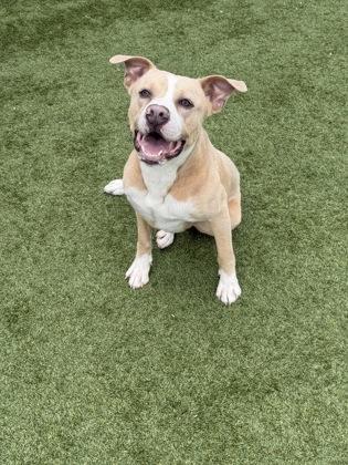 Enlarge Sanderson, a Adoptable mixed breed in Independence, MO image 2/3
