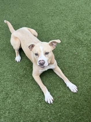 Enlarge Sanderson, a Adoptable mixed breed in Independence, MO image 3/3