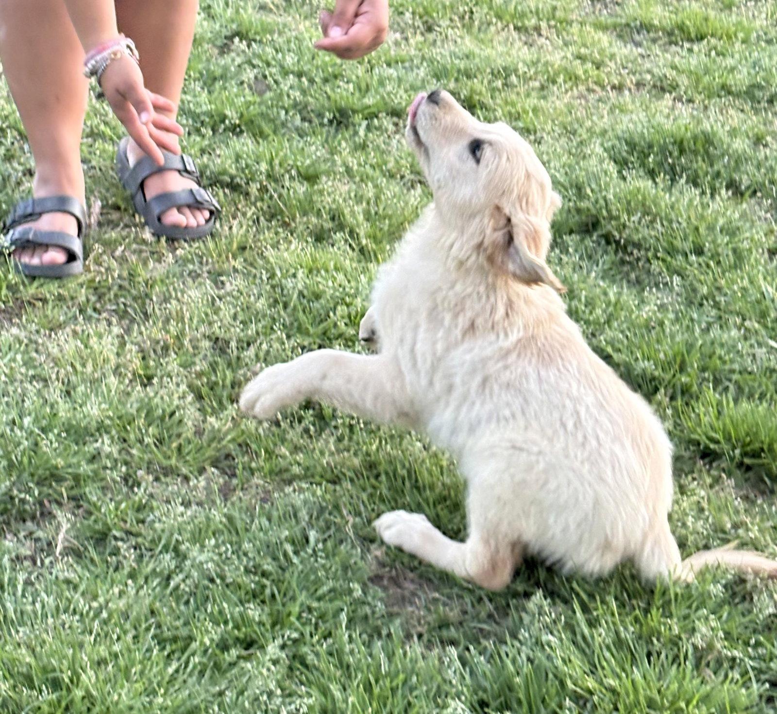 Enlarge Chloe-4 months Spay Contract Required $675, a Adoptable Golden Retriever in Holly Hill, SC image 1/3