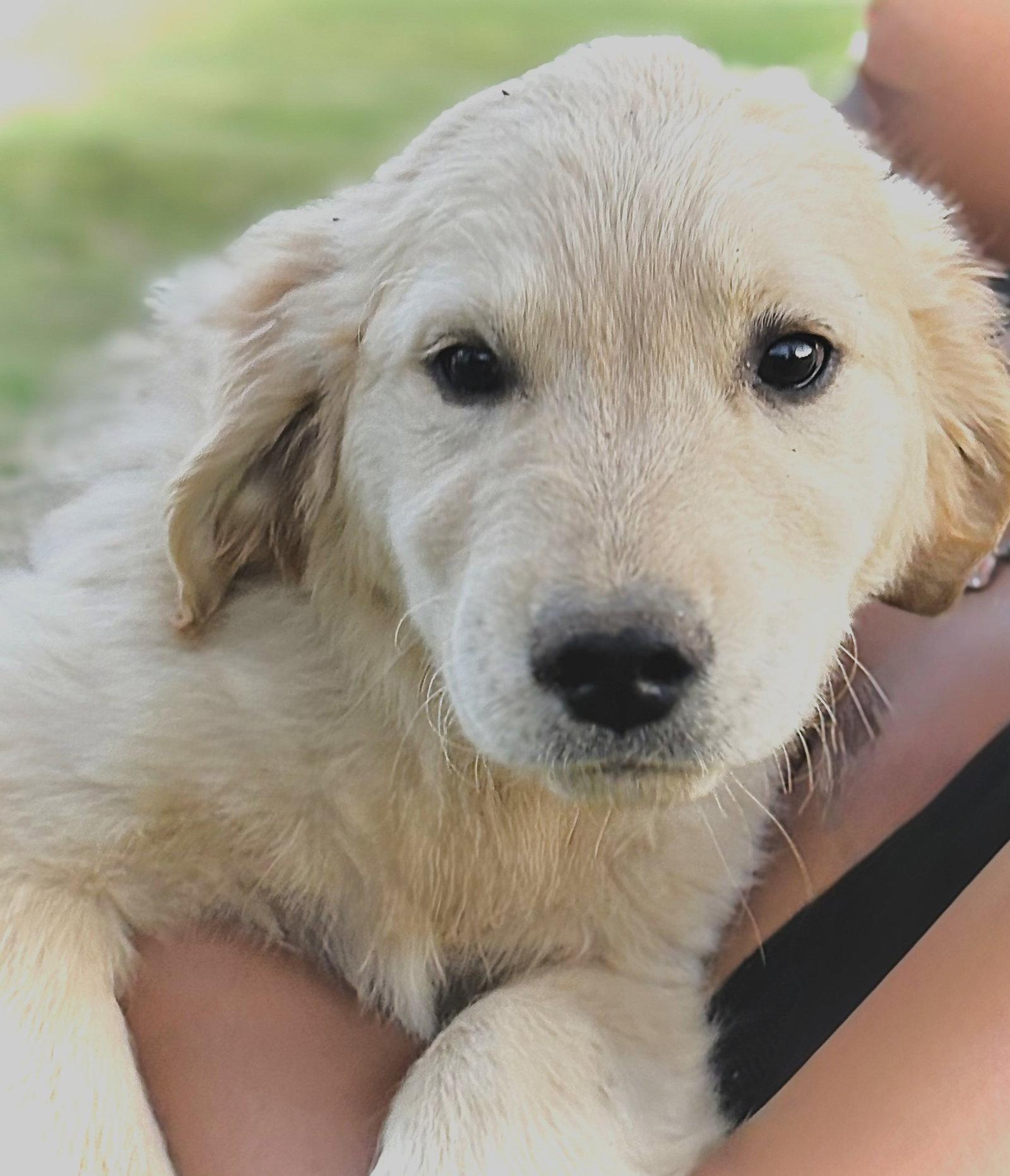 Enlarge Chloe-4 months Spay Contract Required $675, a Adoptable Golden Retriever in Holly Hill, SC image 2/3