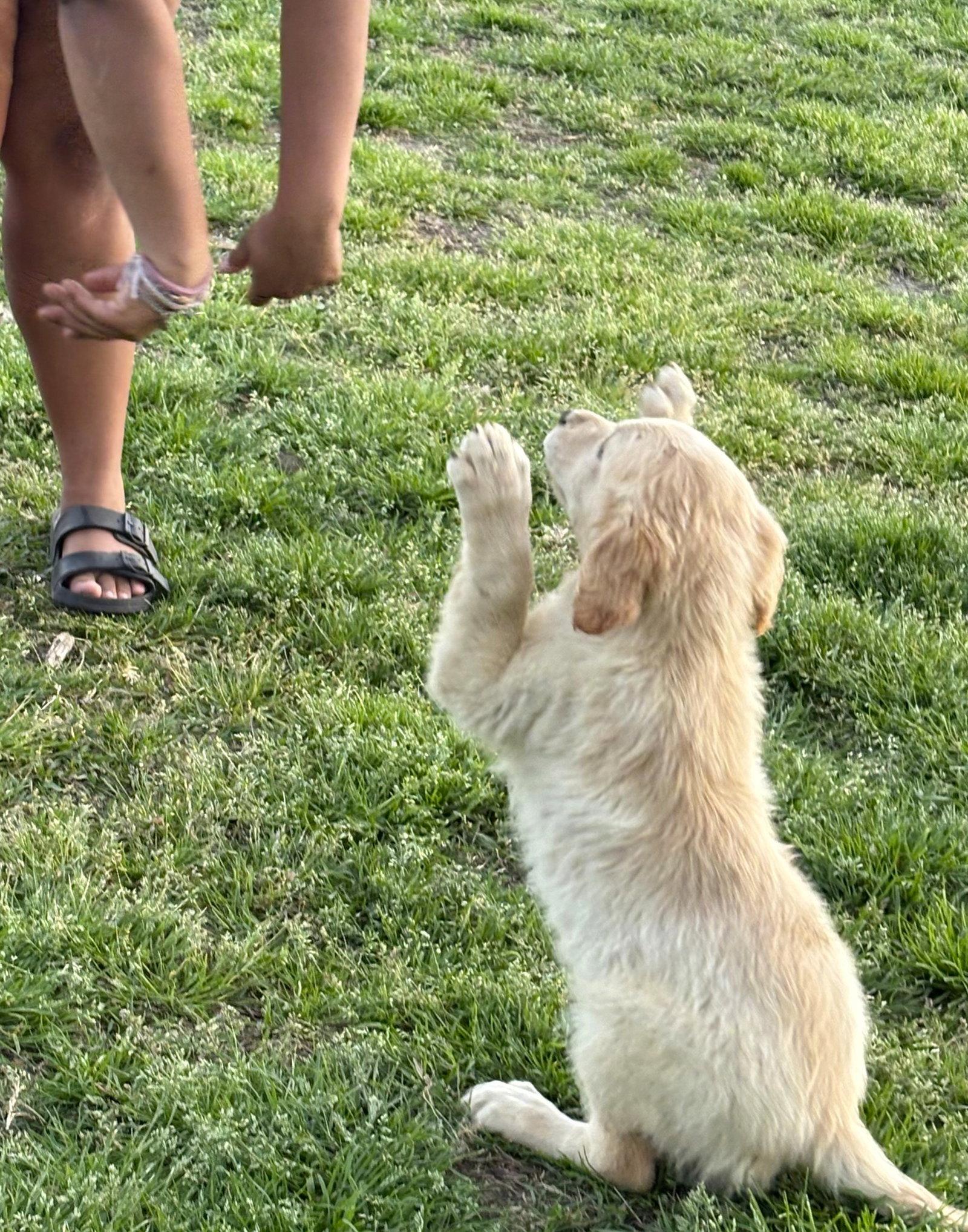 Enlarge Chloe-4 months Spay Contract Required $675, a Adoptable Golden Retriever in Holly Hill, SC image 3/3