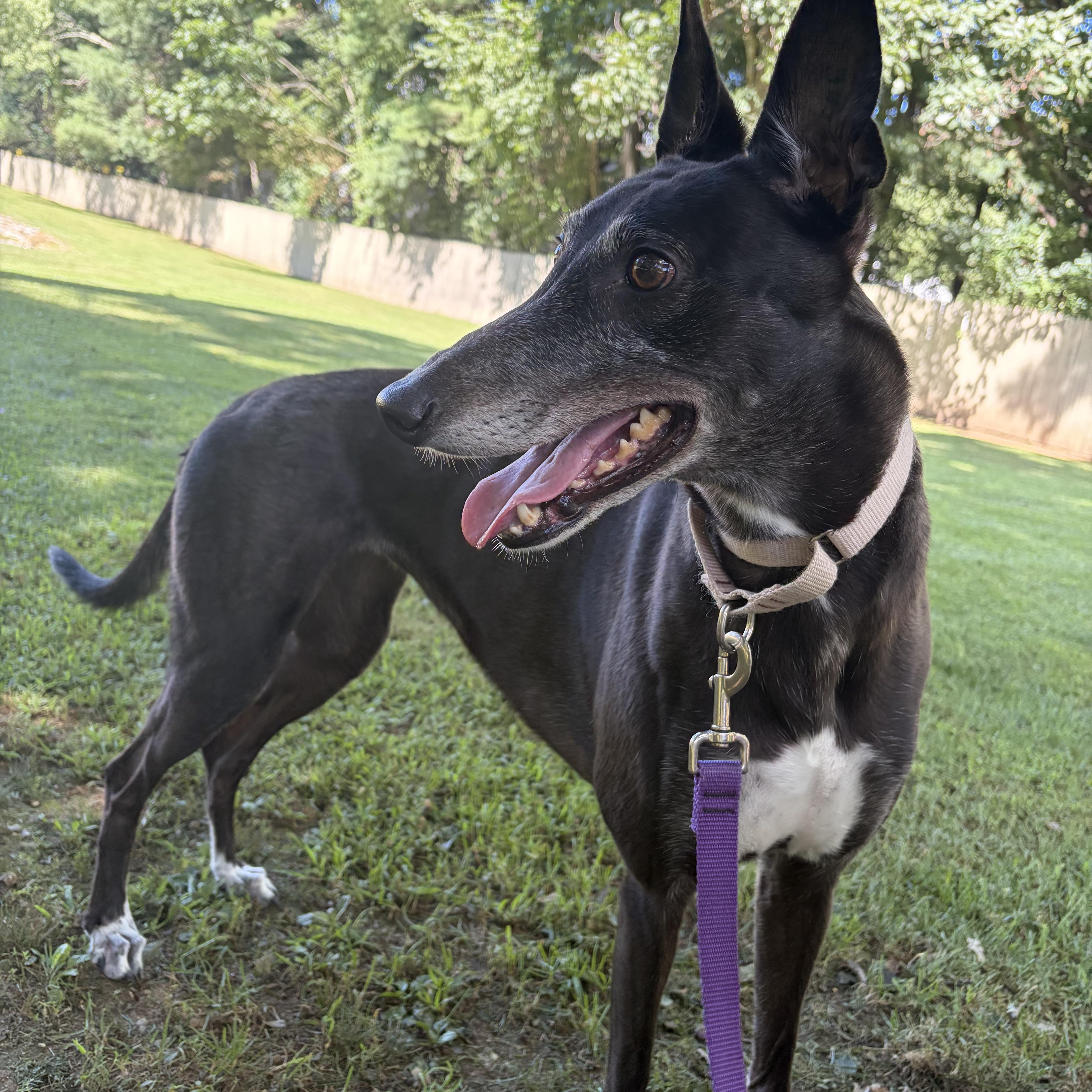 Enlarge Indiana, a Adoptable Greyhound in Swanzey, NH image 5/6