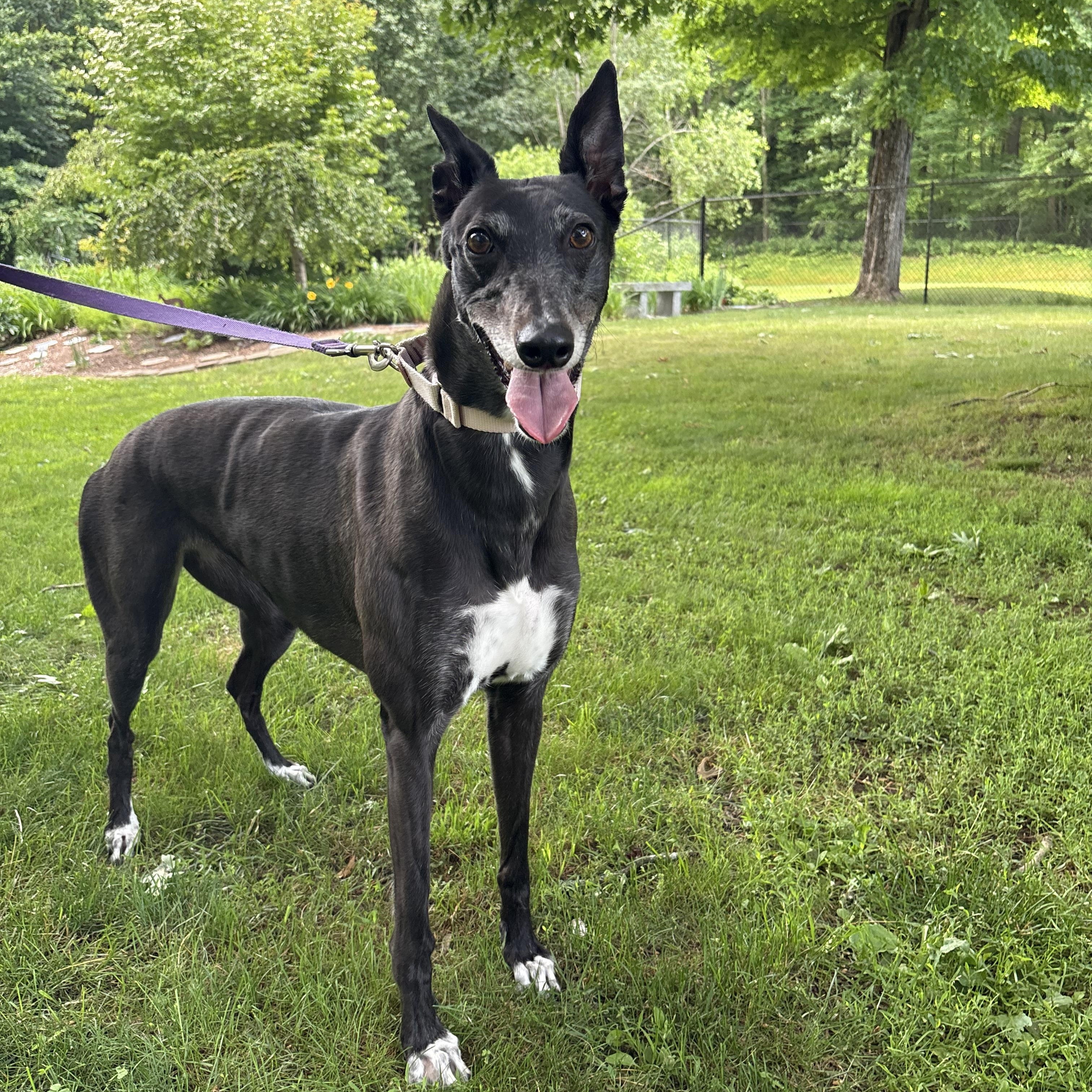 Indiana, Adoptable, Adult Female Greyhound.