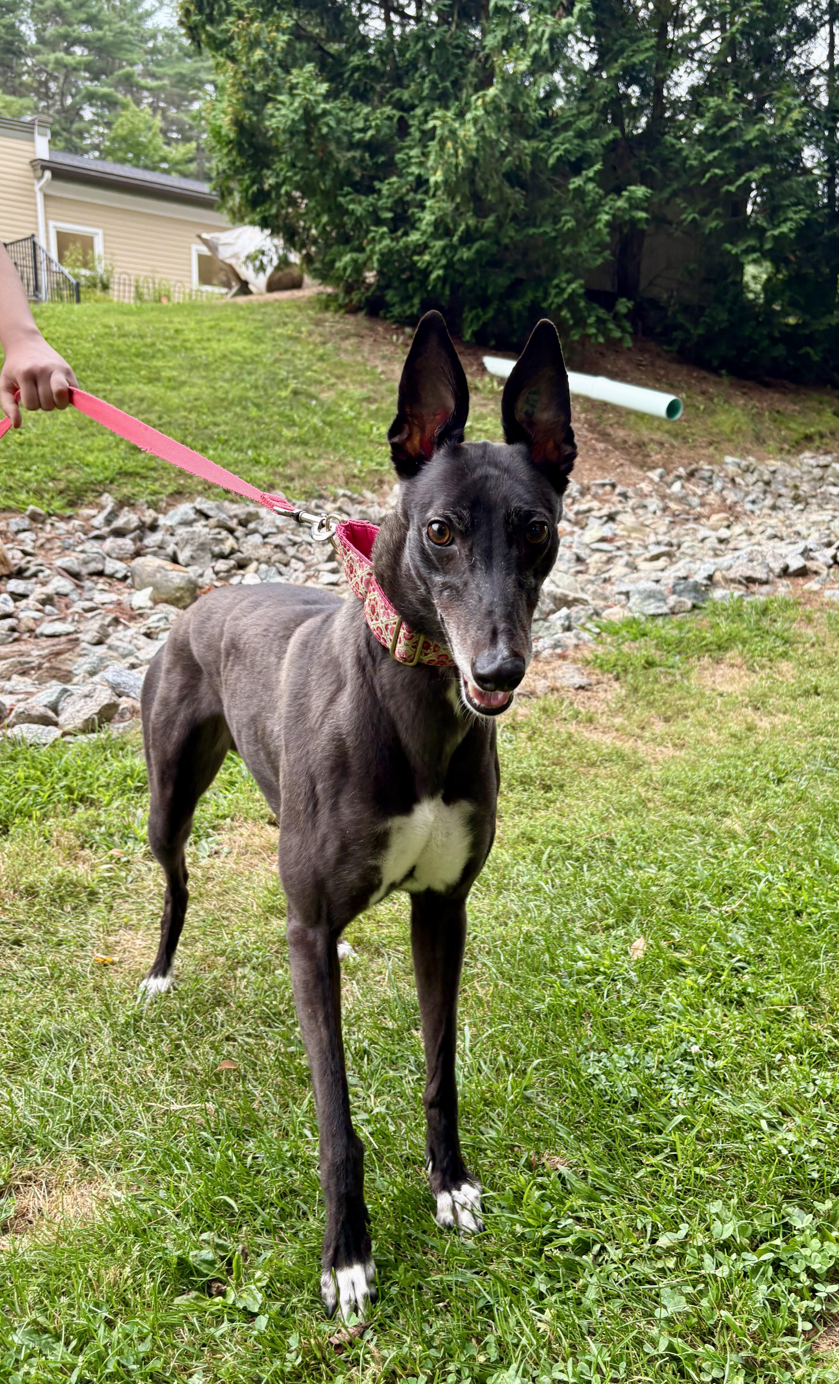 Enlarge Indiana, a Adoptable Greyhound in Swanzey, NH image 1/3