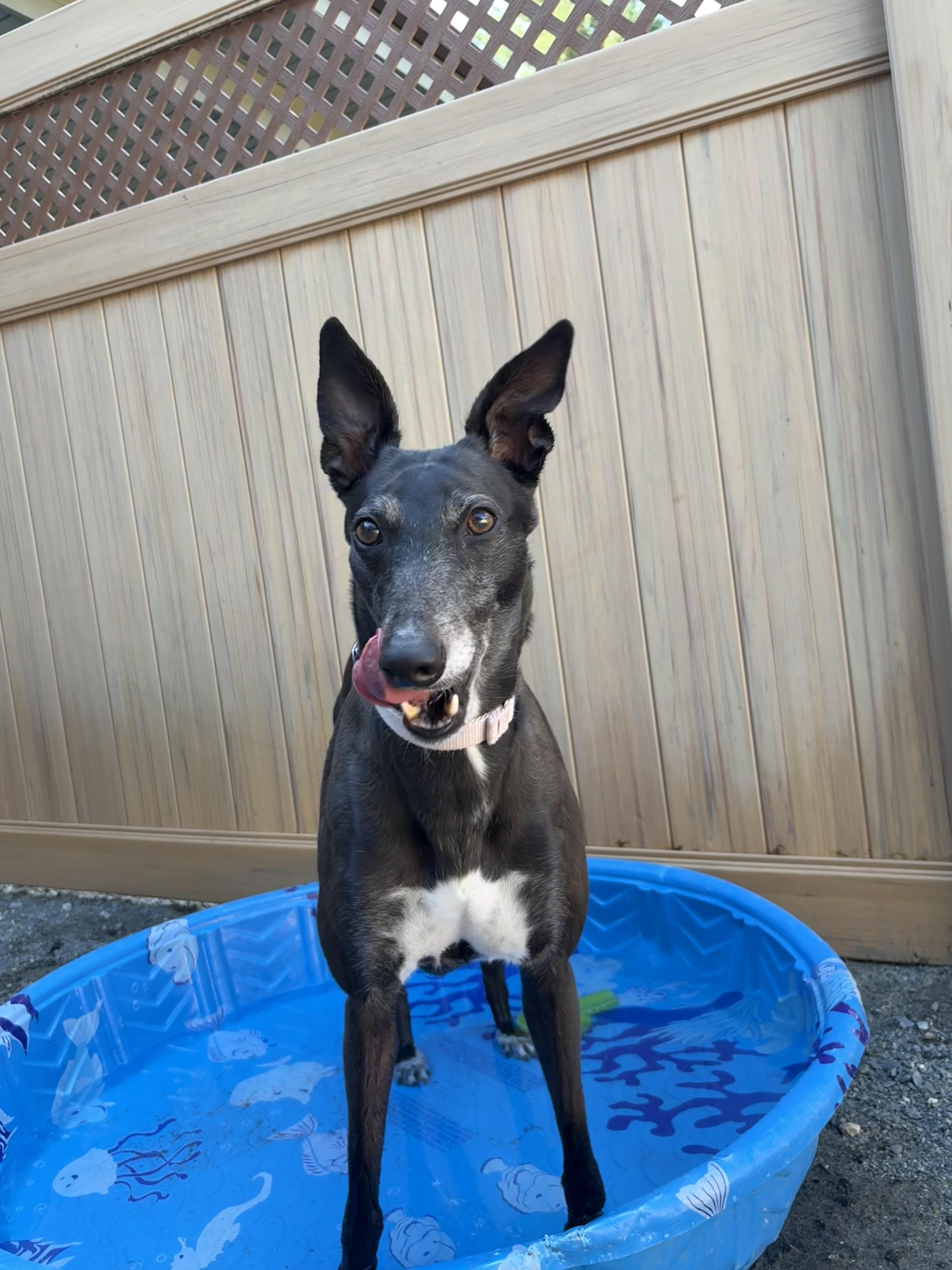 Enlarge Indiana, a Adoptable Greyhound in Swanzey, NH image 6/6
