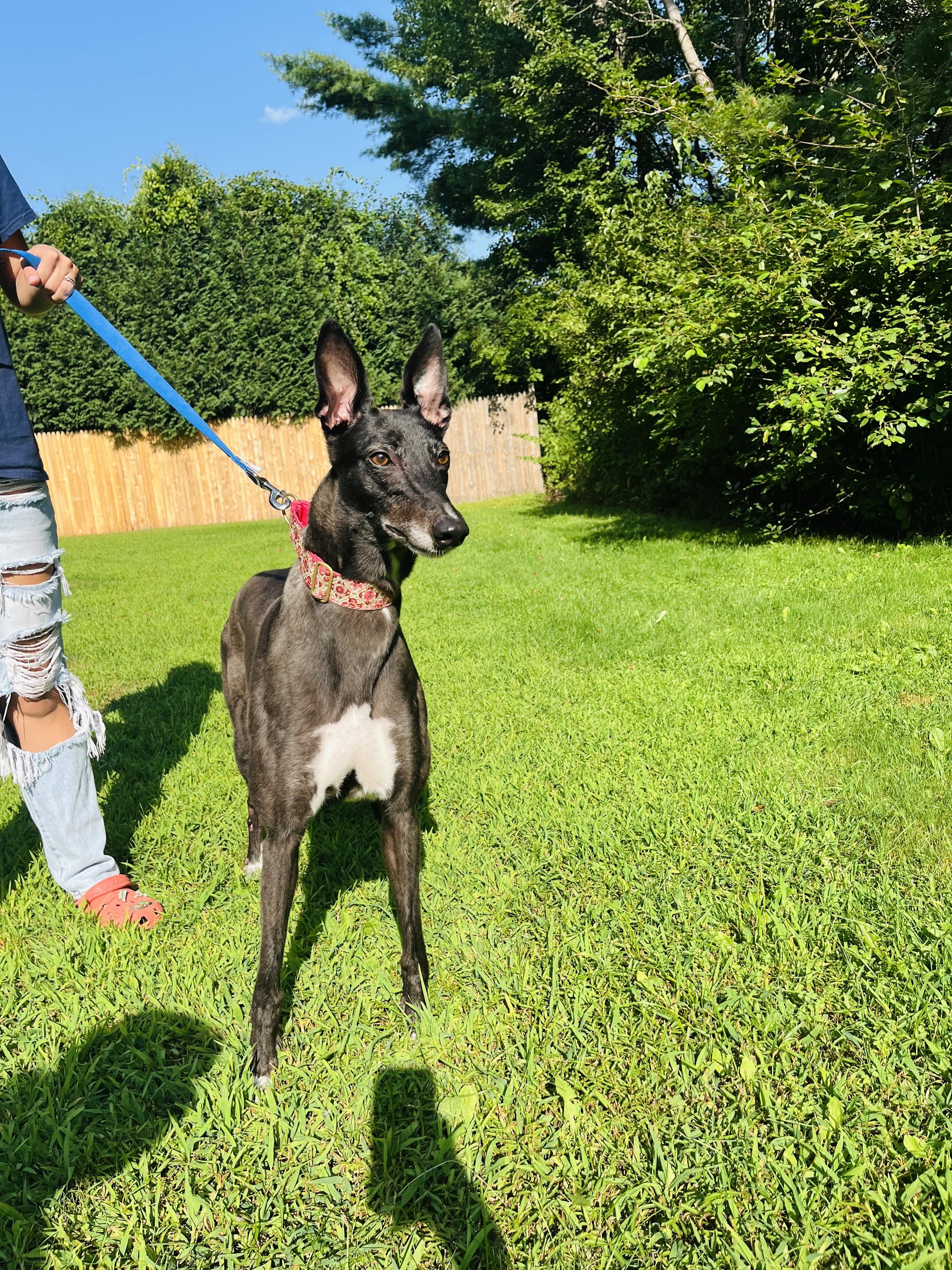 Enlarge Indiana, a Adoptable Greyhound in Swanzey, NH image 2/3