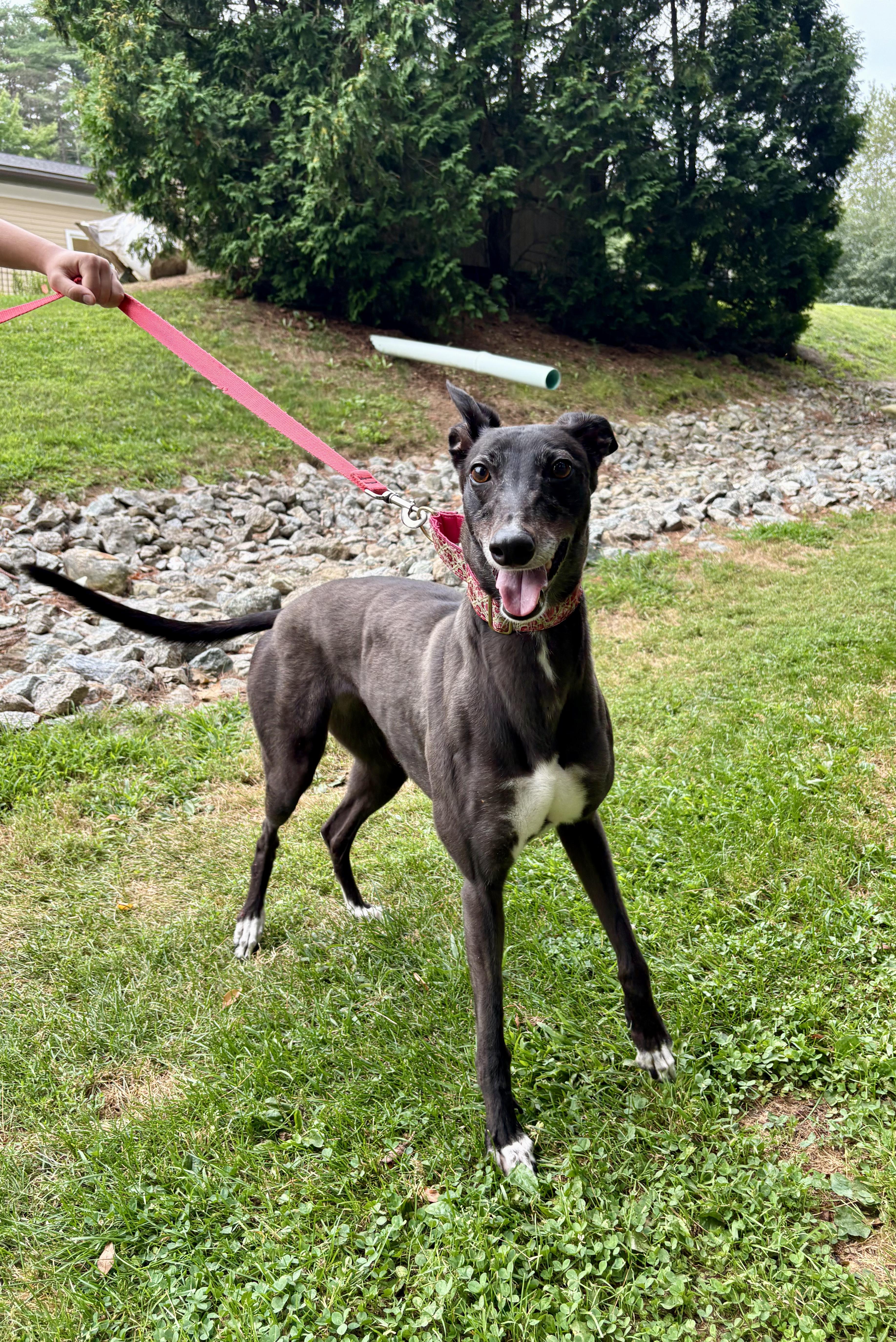 Enlarge Indiana, a Adoptable Greyhound in Swanzey, NH image 3/3