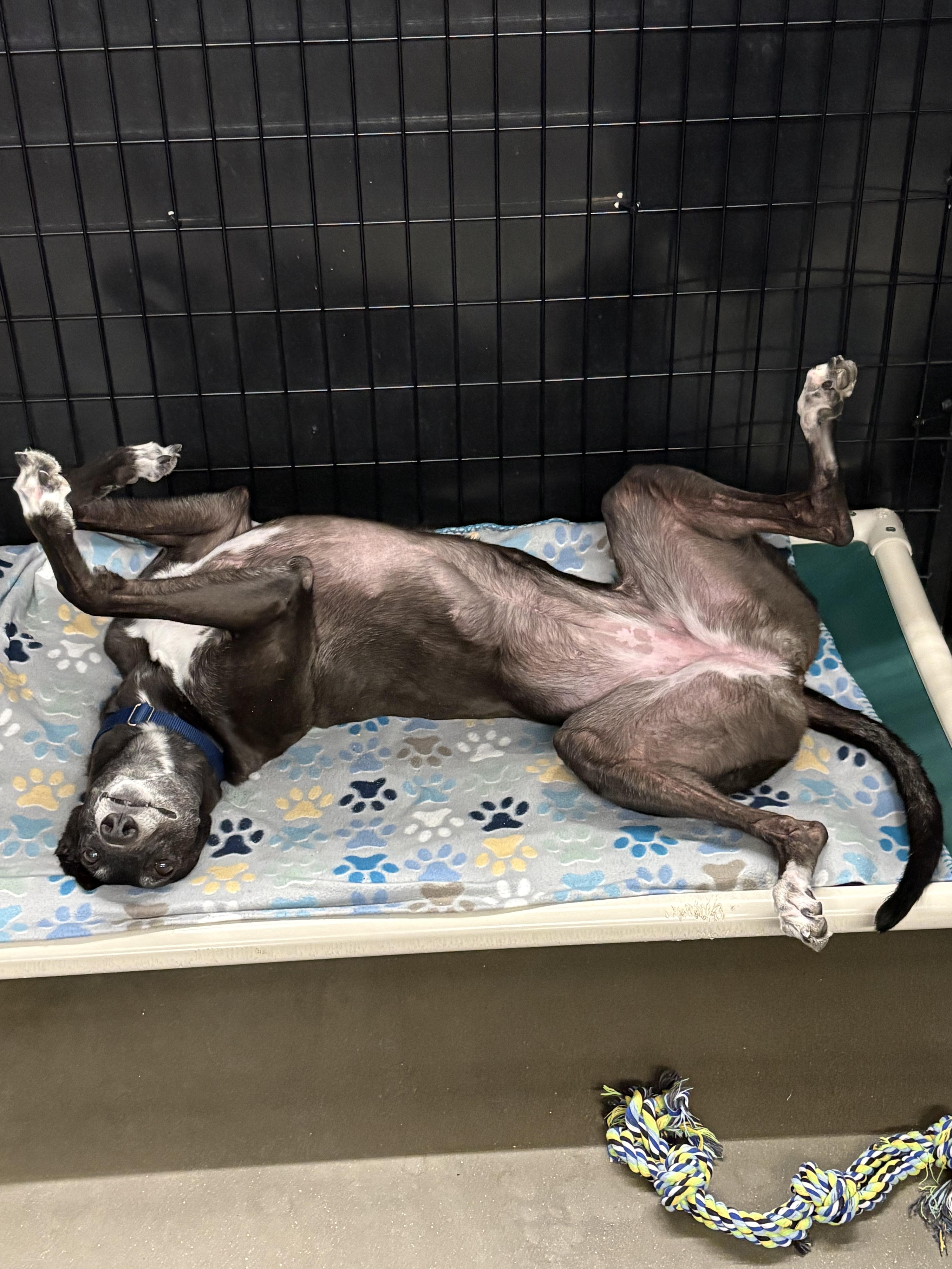 Enlarge Indiana, a Adoptable Greyhound in Swanzey, NH image 2/4