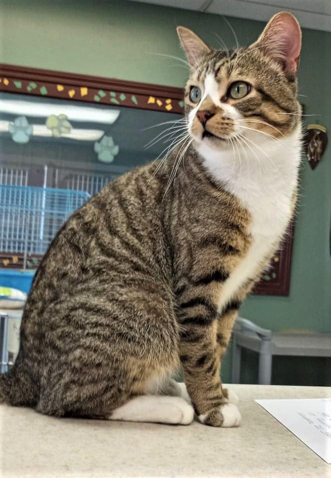 Tom Hanks, Adoptable, Adult Male Domestic Short Hair.