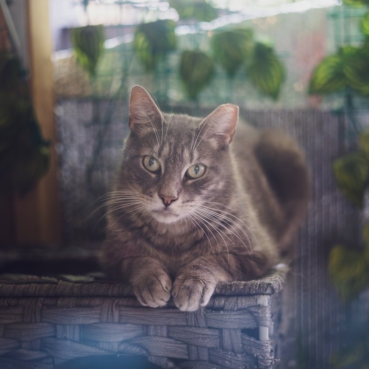 Enlarge Monkey, a Adoptable Tabby in Astoria, NY image 5/5