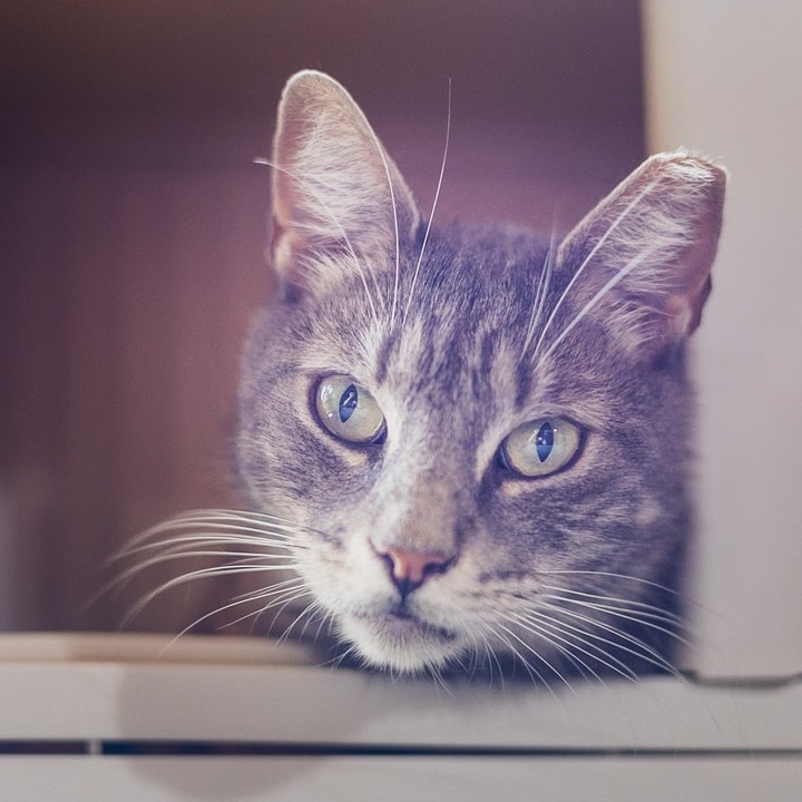 Enlarge Monkey, a Adoptable Tabby in Astoria, NY image 4/5