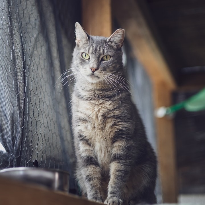 Enlarge Monkey, a Adoptable Tabby in Astoria, NY image 2/5