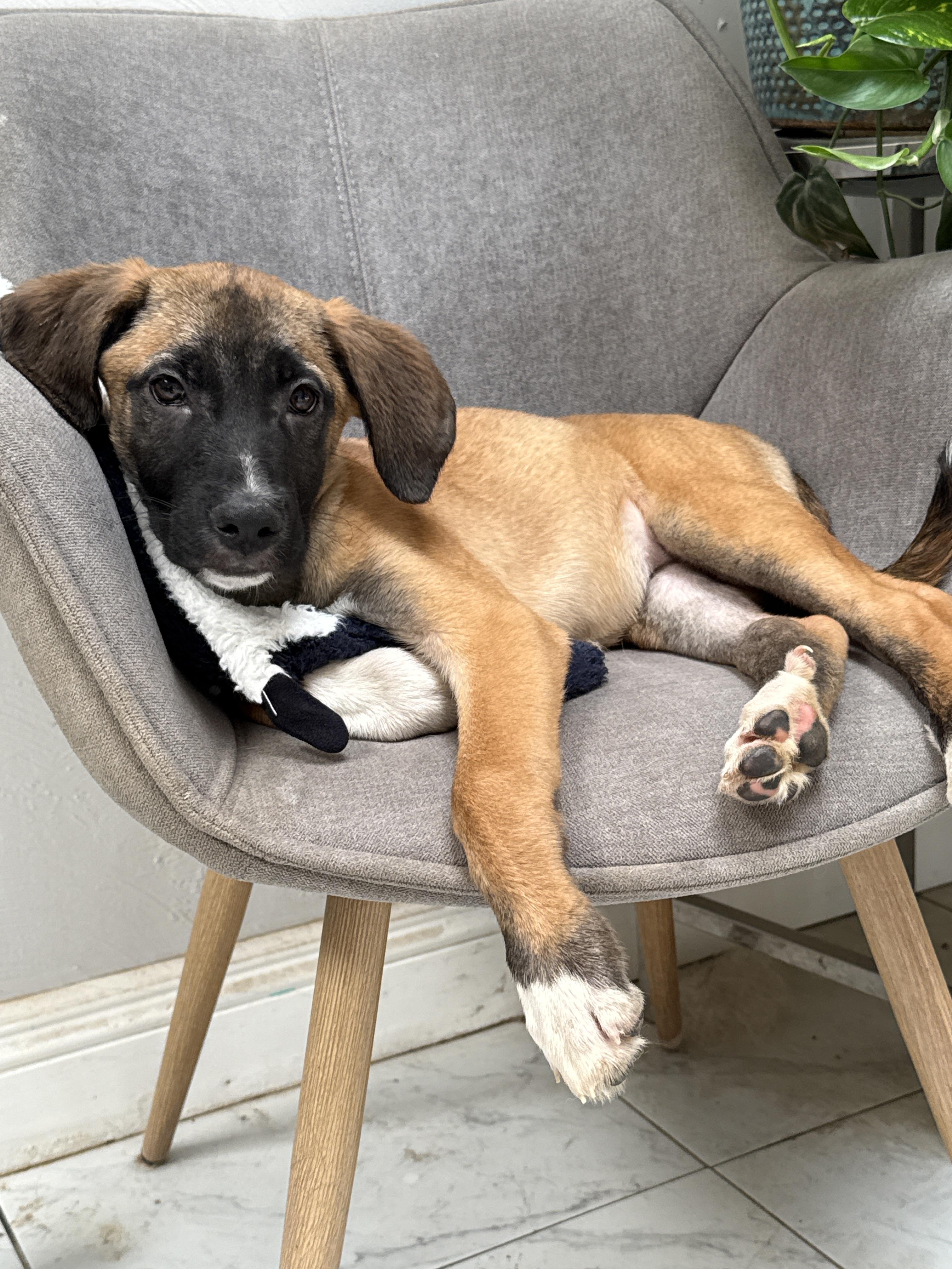 Enlarge Kanga, a Adoptable mixed breed in Bellflower, CA image 3/5