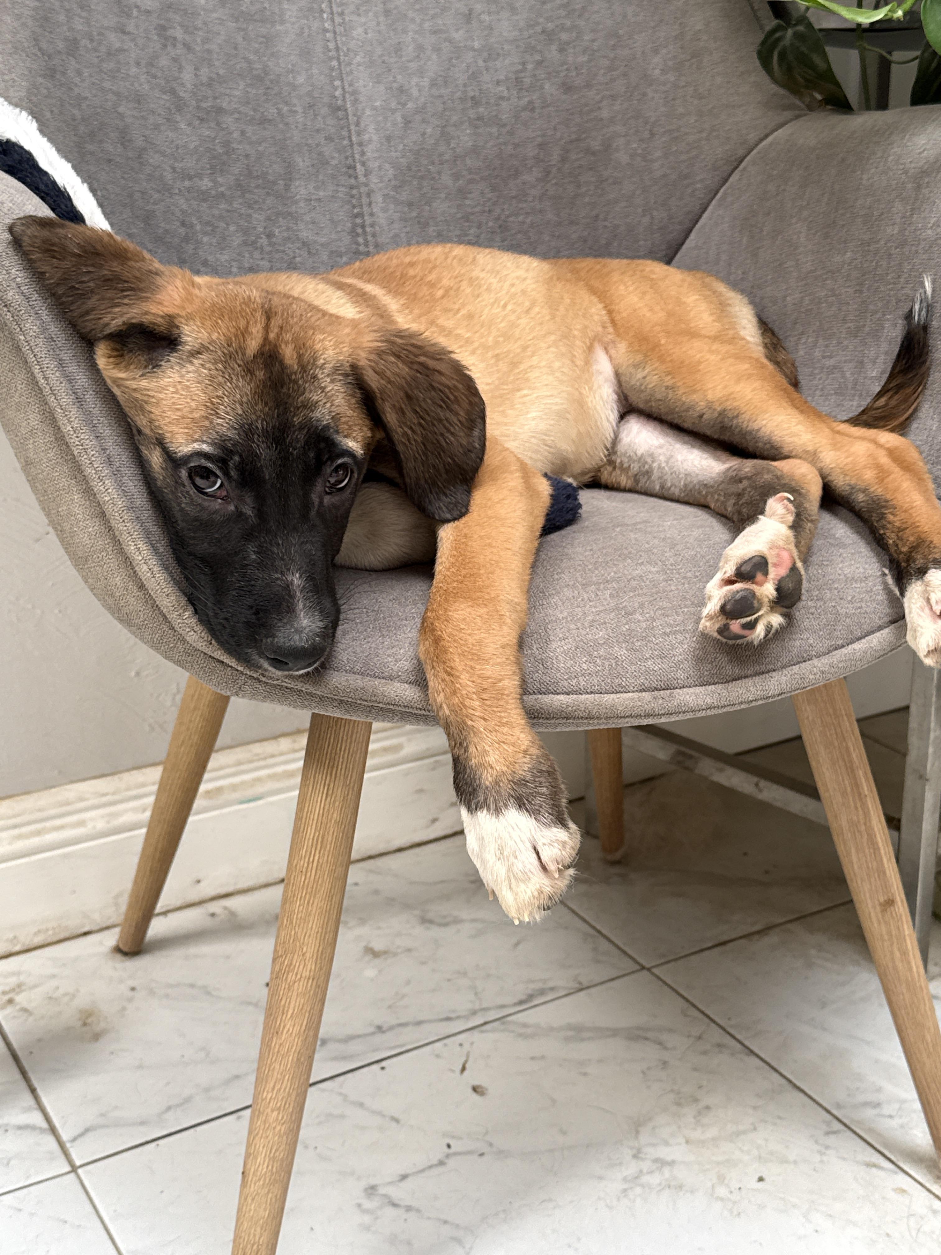 Enlarge Kanga, a Adoptable mixed breed in Bellflower, CA image 4/5