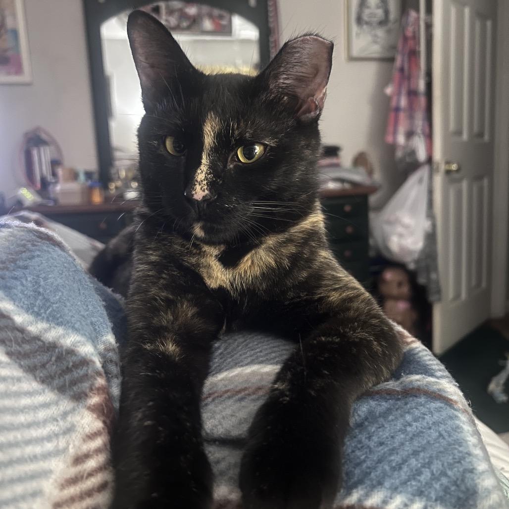 Sasha, Adoptable, Young Female Domestic Short Hair.