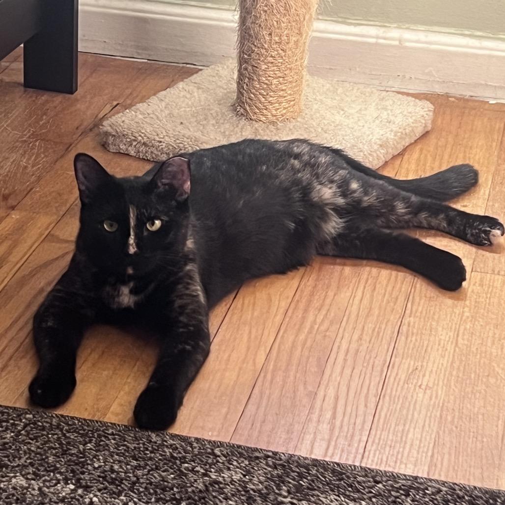 Enlarge Sasha, a Adoptable Domestic Short Hair in Ferndale, MI image 2/2