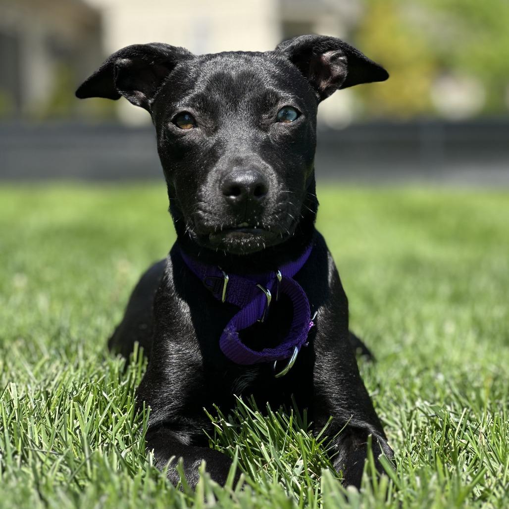 Banana Nut, Adoptable, Young Male Labrador Retriever & Mixed Breed.
