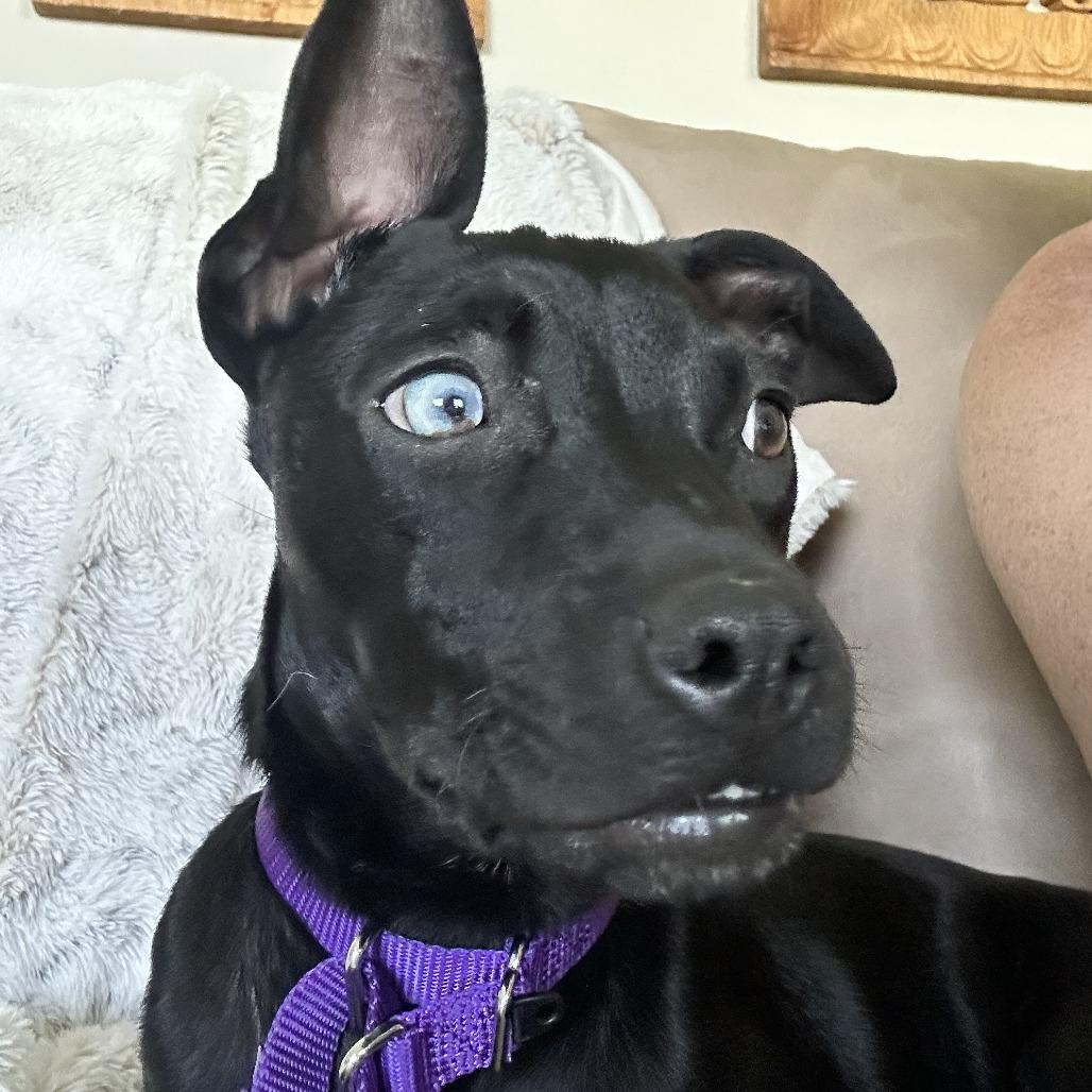 Enlarge Banana Nut, a Adoptable mixed breed in Shawnee, KS image 2/6
