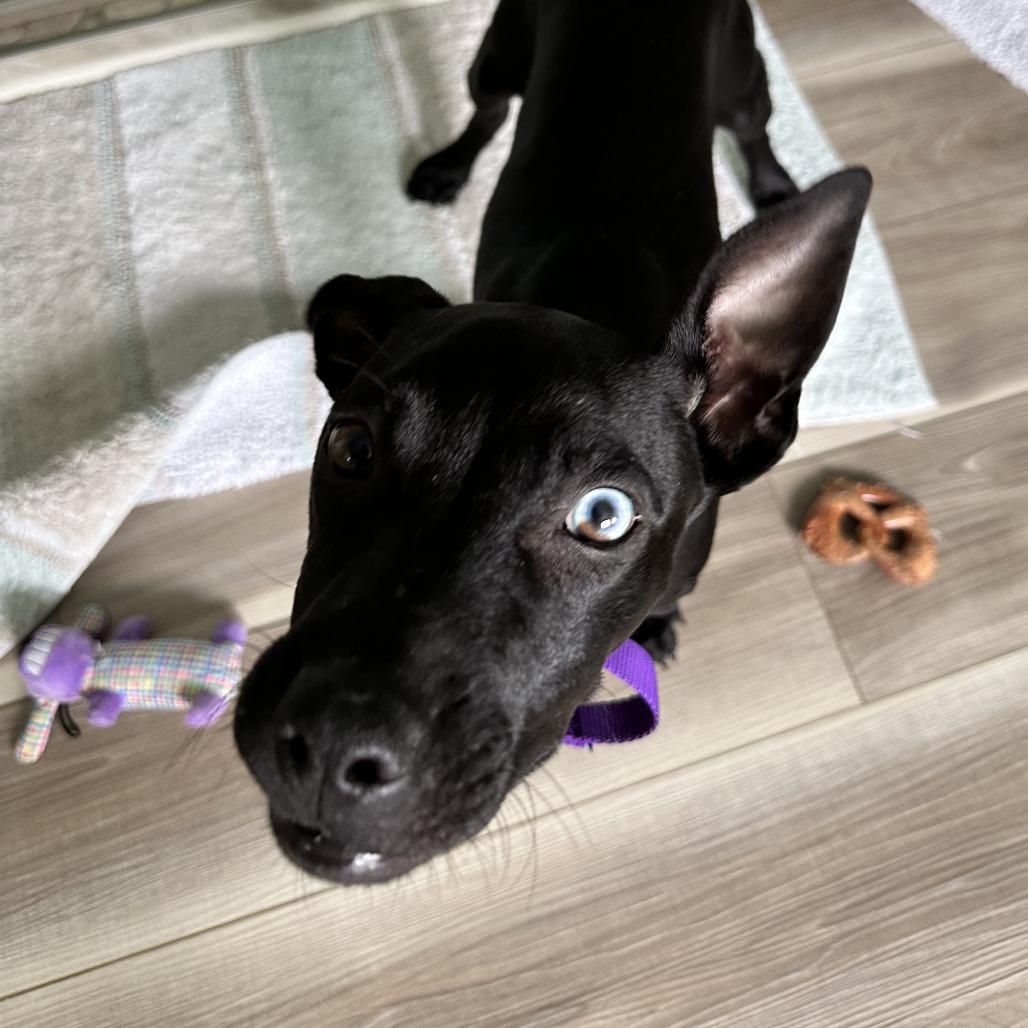 Enlarge Banana Nut, a Adoptable mixed breed in Shawnee, KS image 5/6