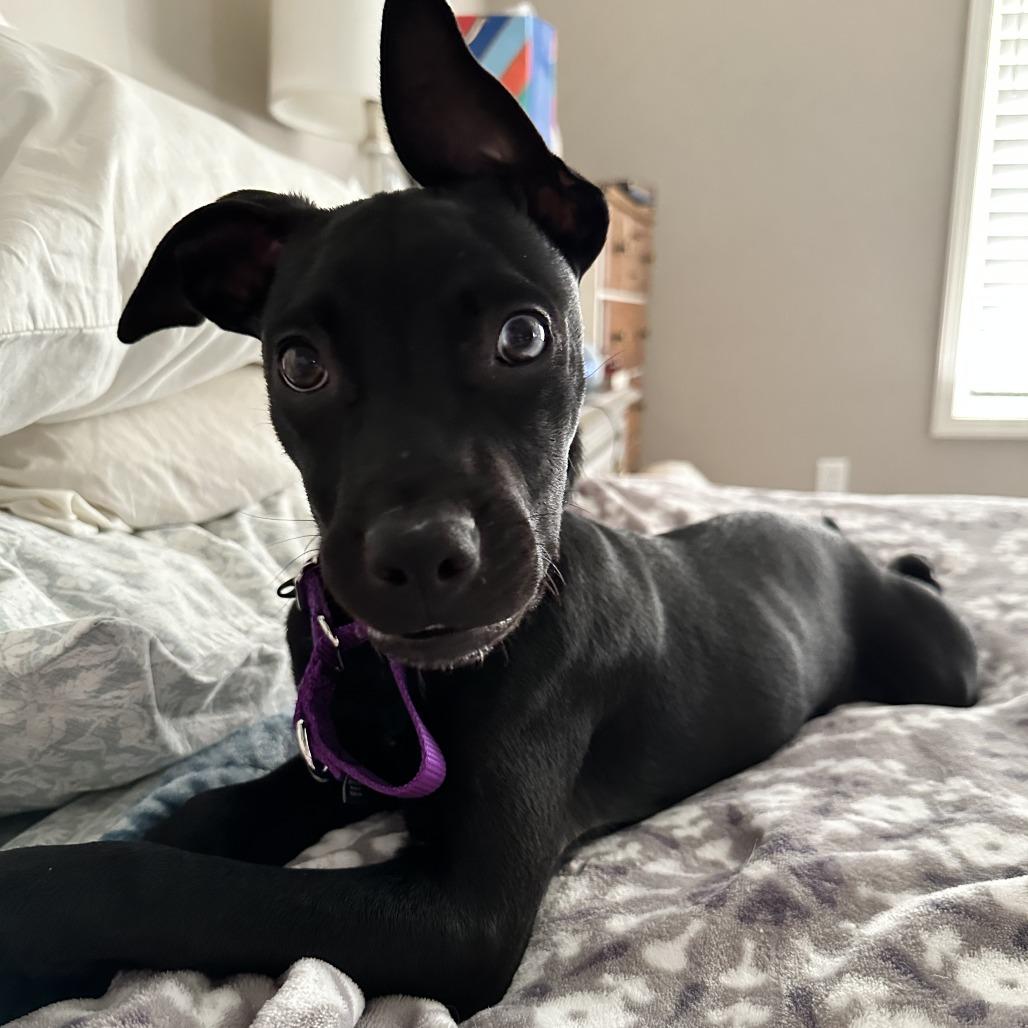 Enlarge Banana Nut, a Adoptable mixed breed in Shawnee, KS image 6/6