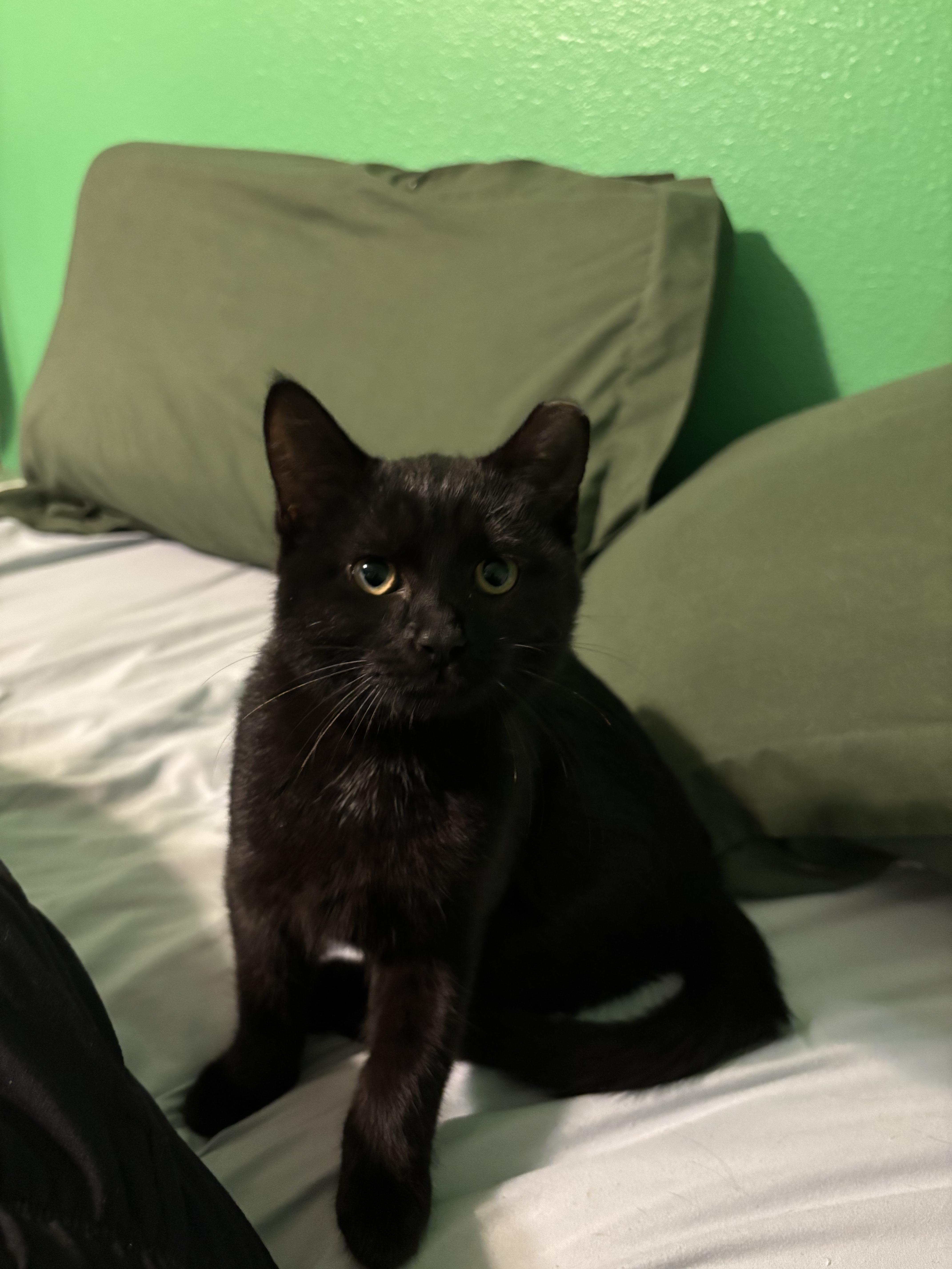 Cocoa , Adoptable, Young Female Domestic Short Hair.