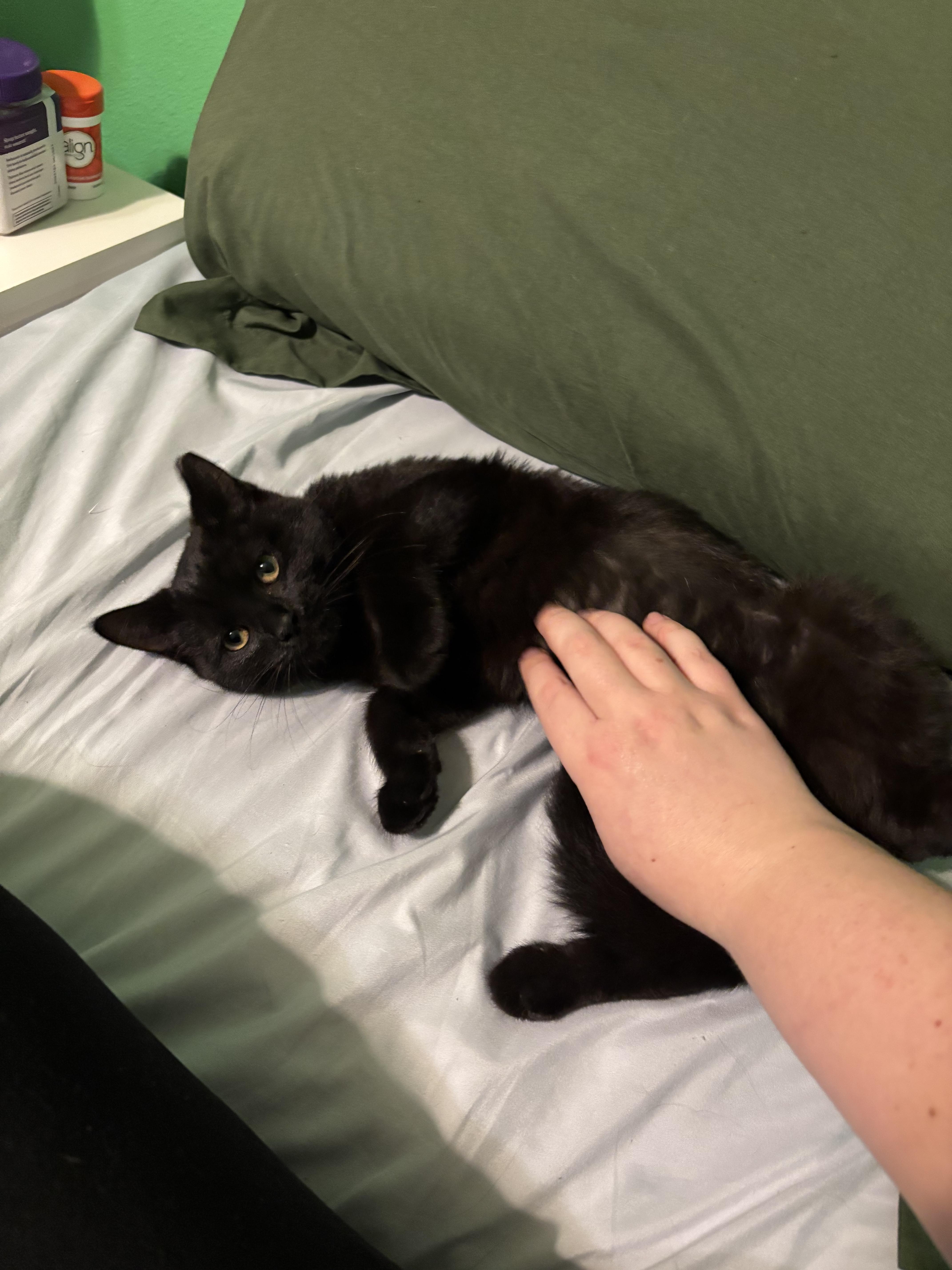 Cocoa , an adopted Domestic Short Hair in Orlando, FL image 5/6