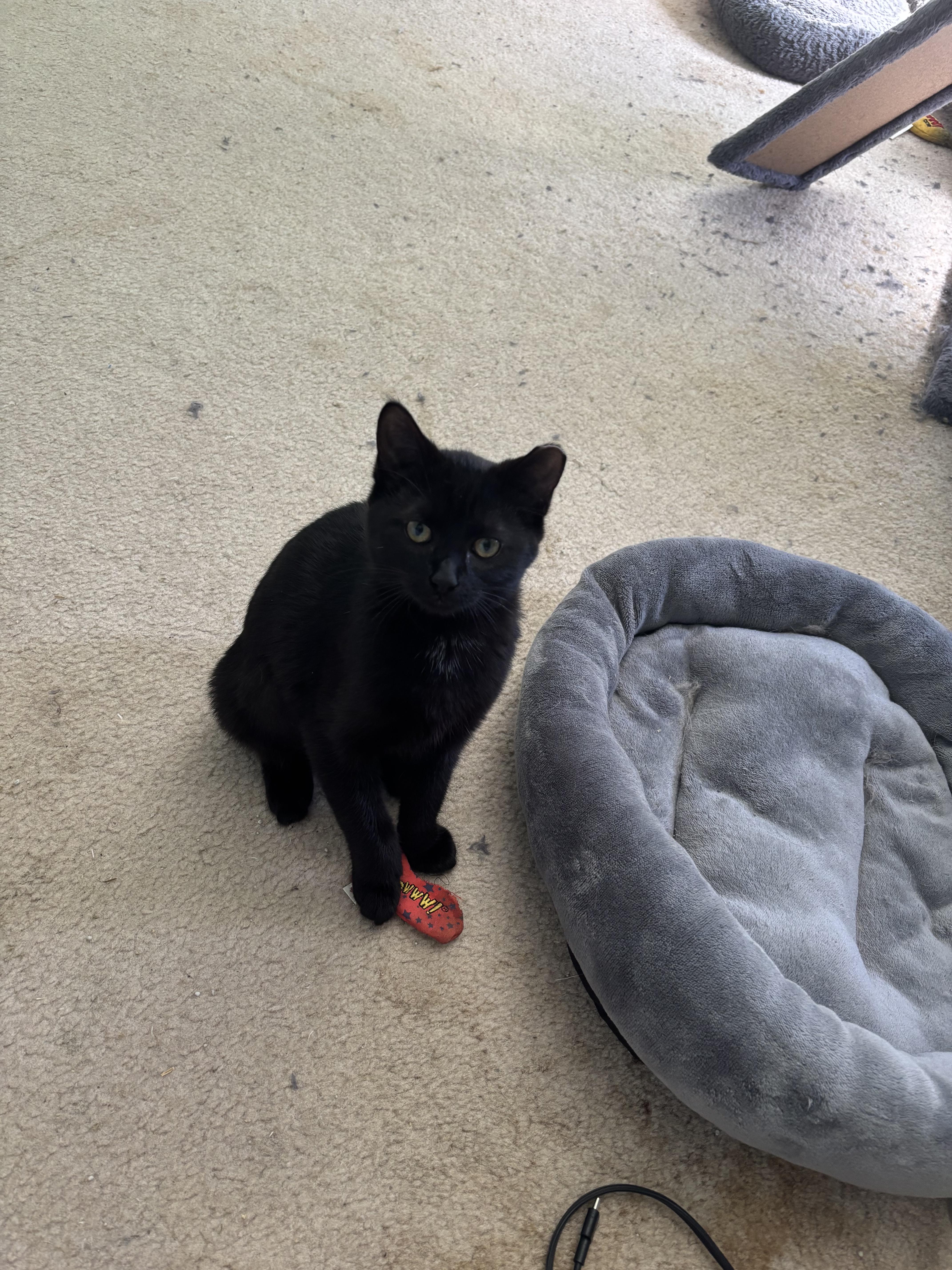 Cocoa , an adopted Domestic Short Hair in Orlando, FL image 4/6