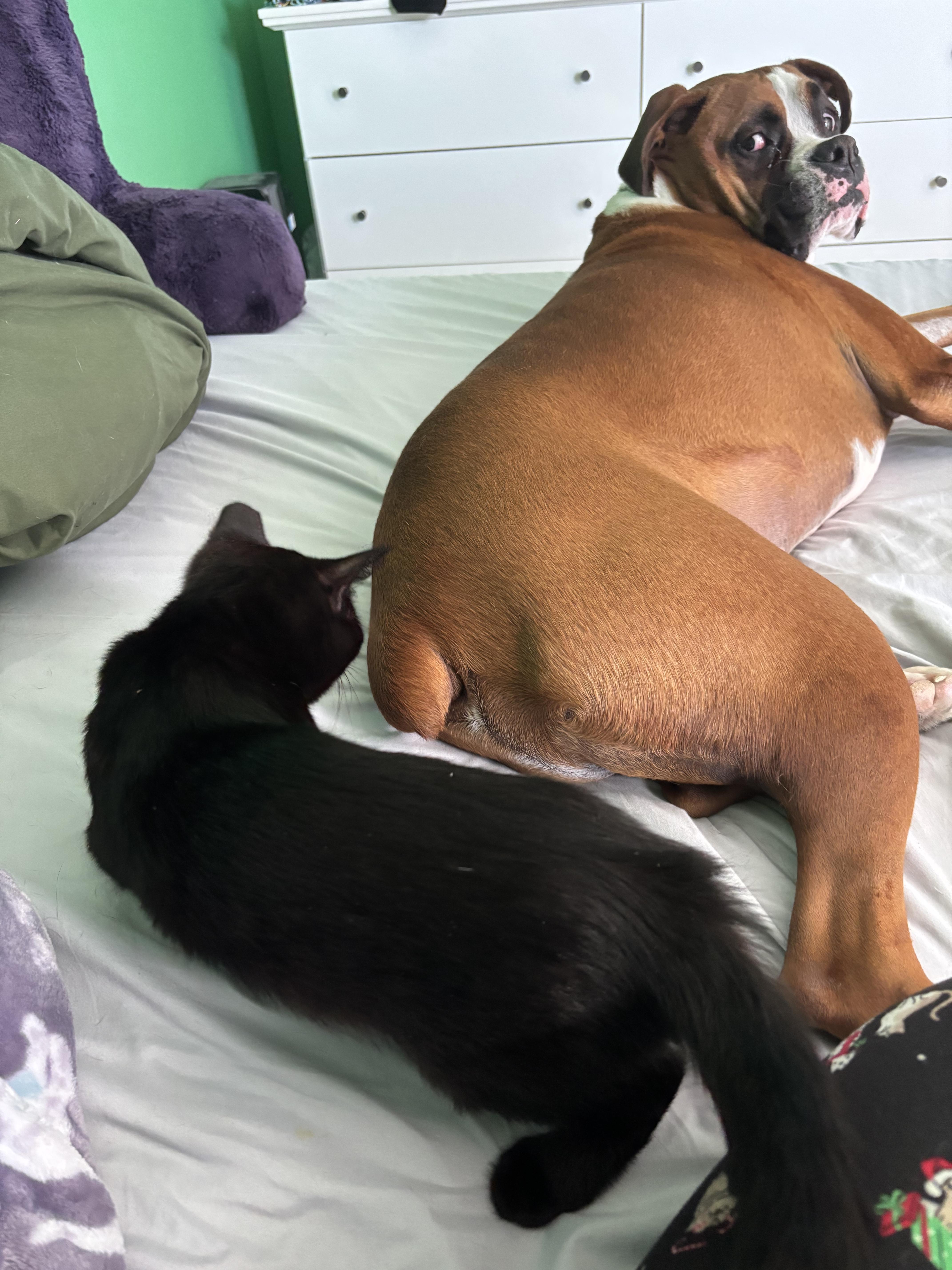 Cocoa , an adopted Domestic Short Hair in Orlando, FL image 6/6