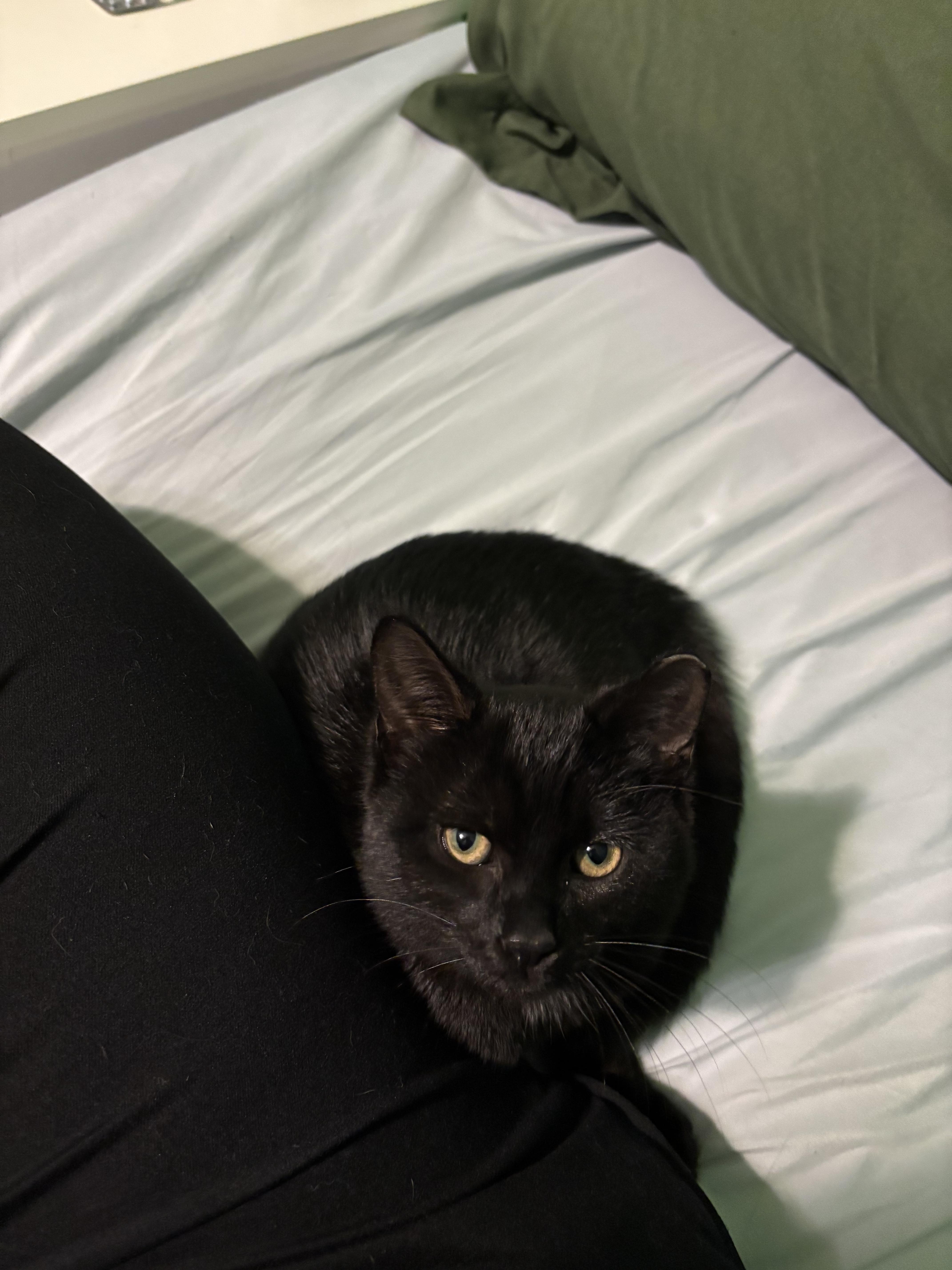 Cocoa , an adopted Domestic Short Hair in Orlando, FL image 3/6