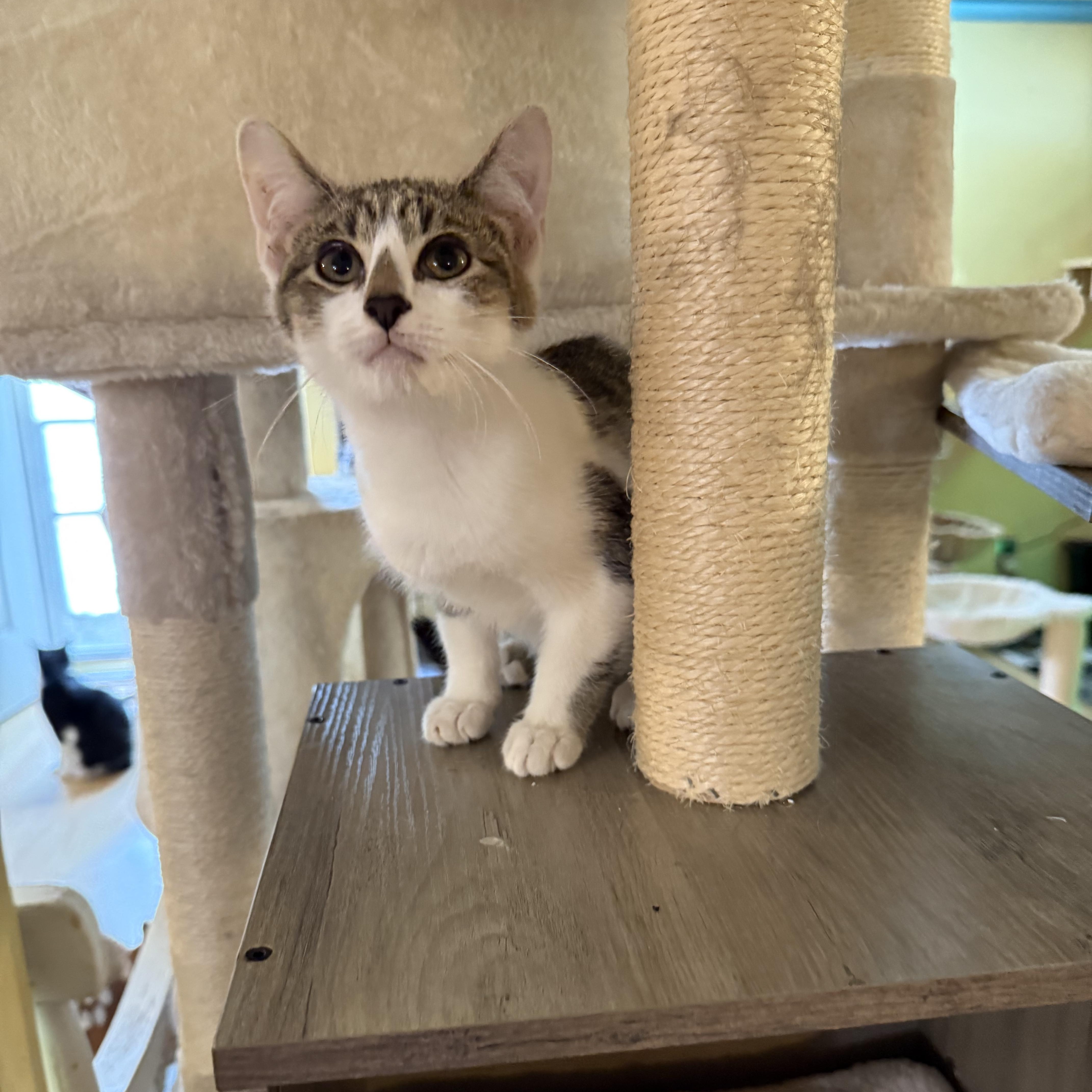 Seamus, a Adoptable Domestic Short Hair in Greensboro, NC image 1/3