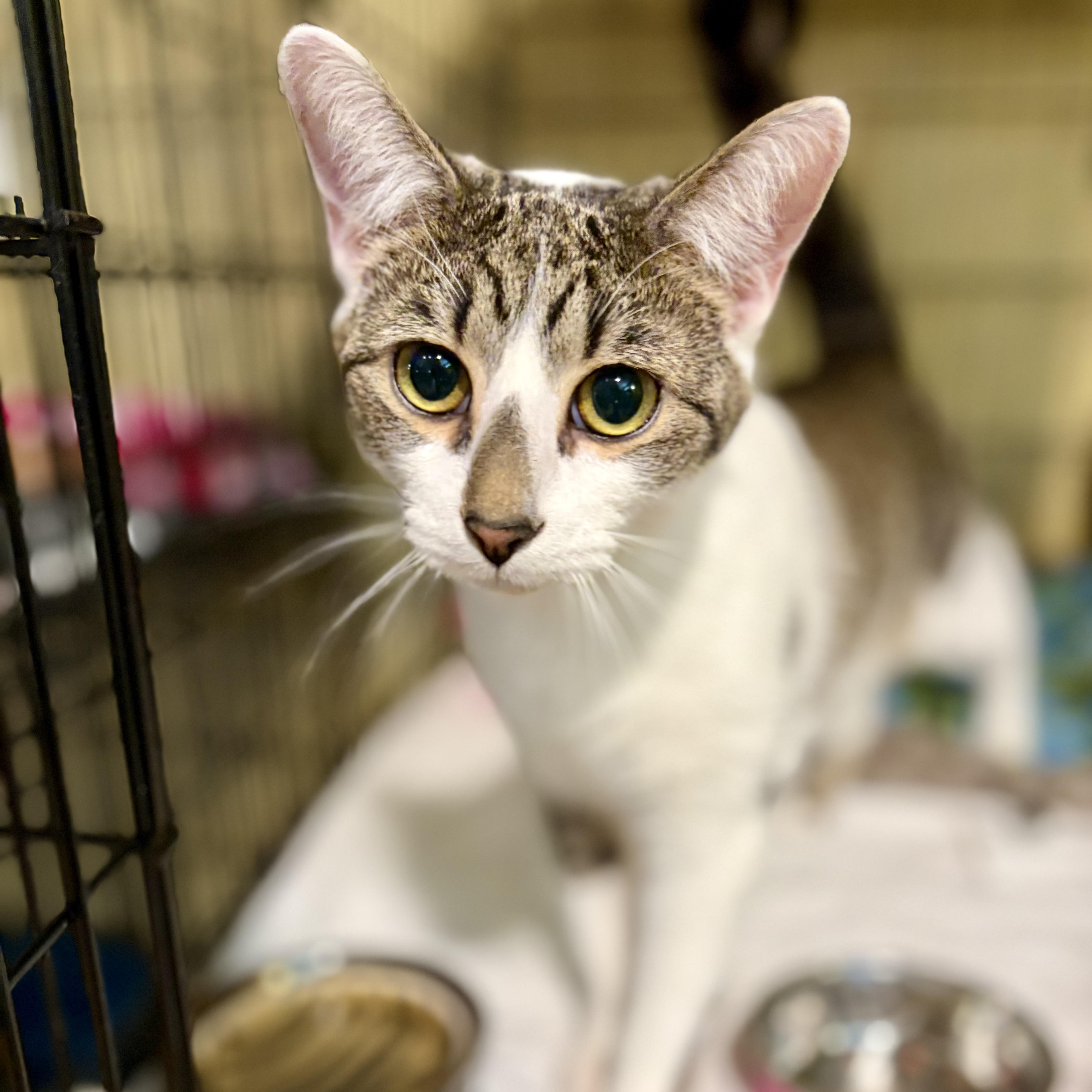 Enlarge Seamus, a Adoptable Domestic Short Hair in Greensboro, NC image 2/6