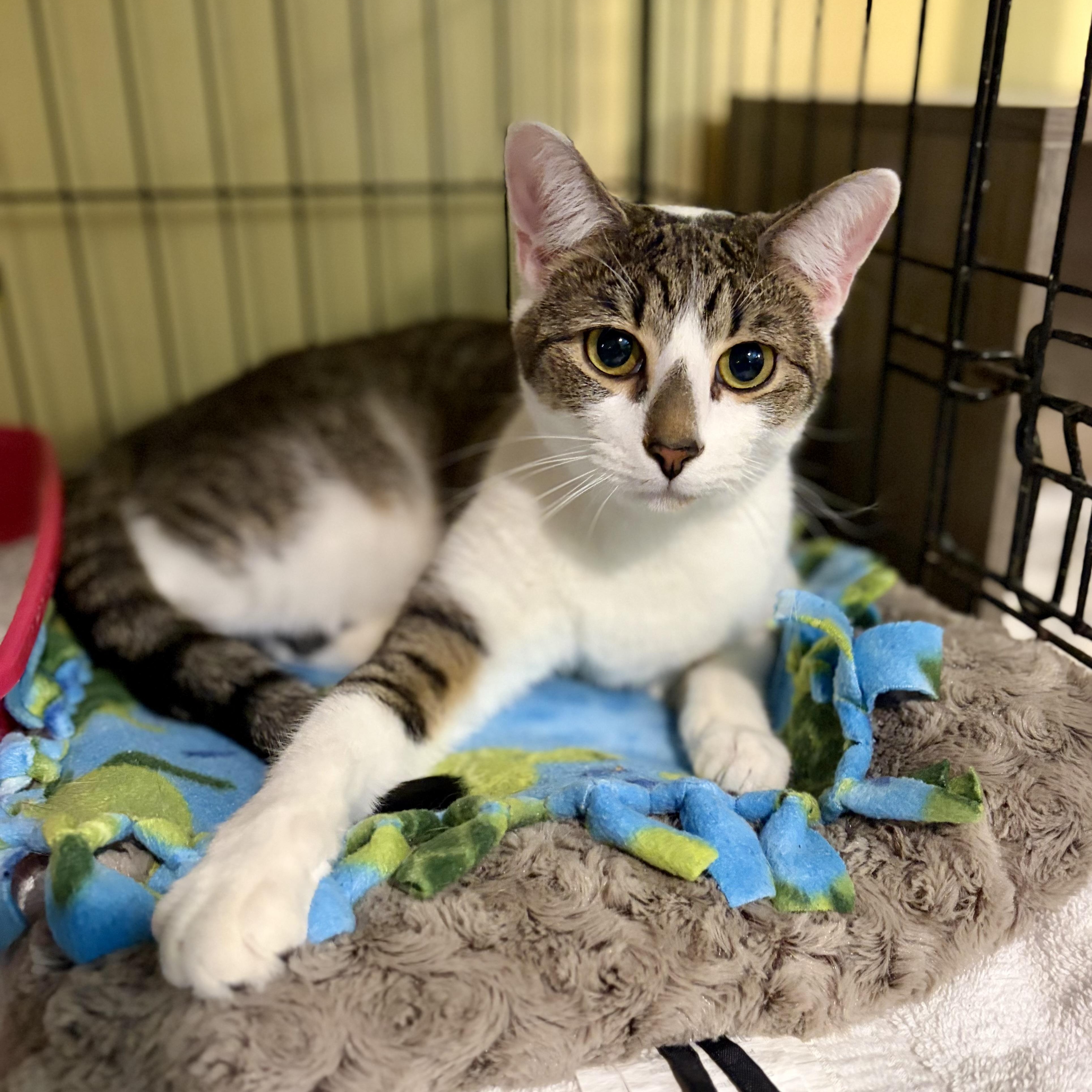 Enlarge Seamus, a Adoptable Domestic Short Hair in Greensboro, NC image 3/6