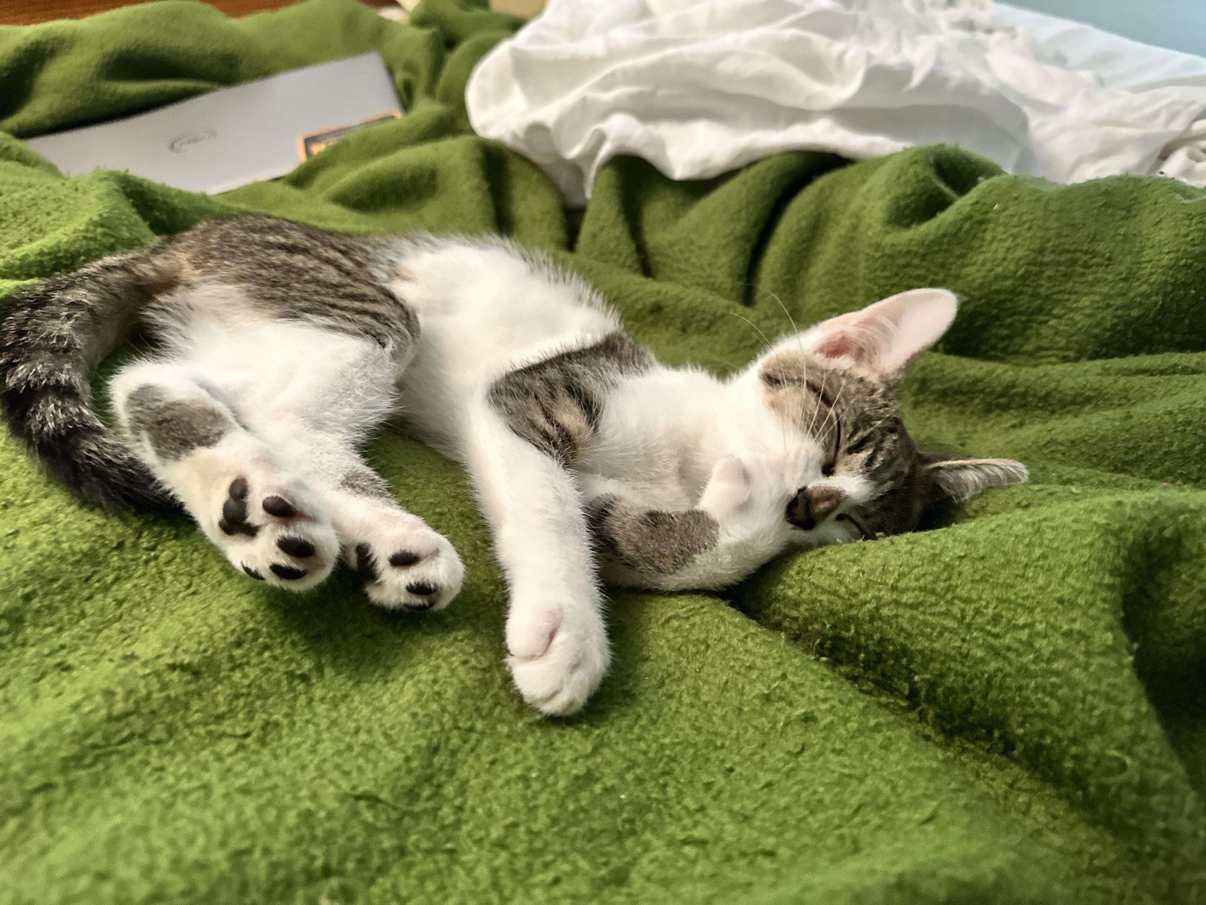 Seamus, a Adoptable Domestic Short Hair in Greensboro, NC image 2/3