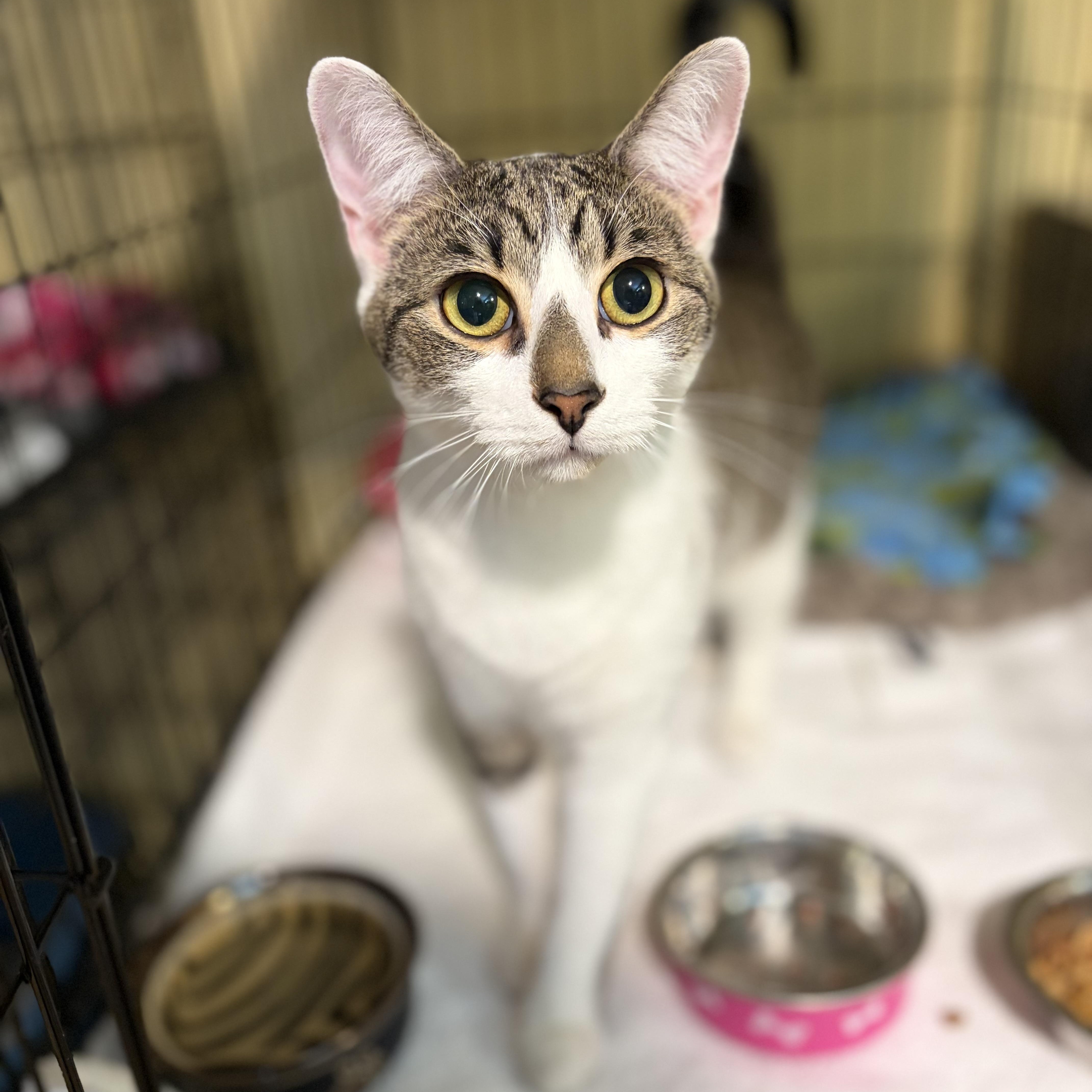 Enlarge Seamus, a Adoptable Domestic Short Hair in Greensboro, NC image 6/6
