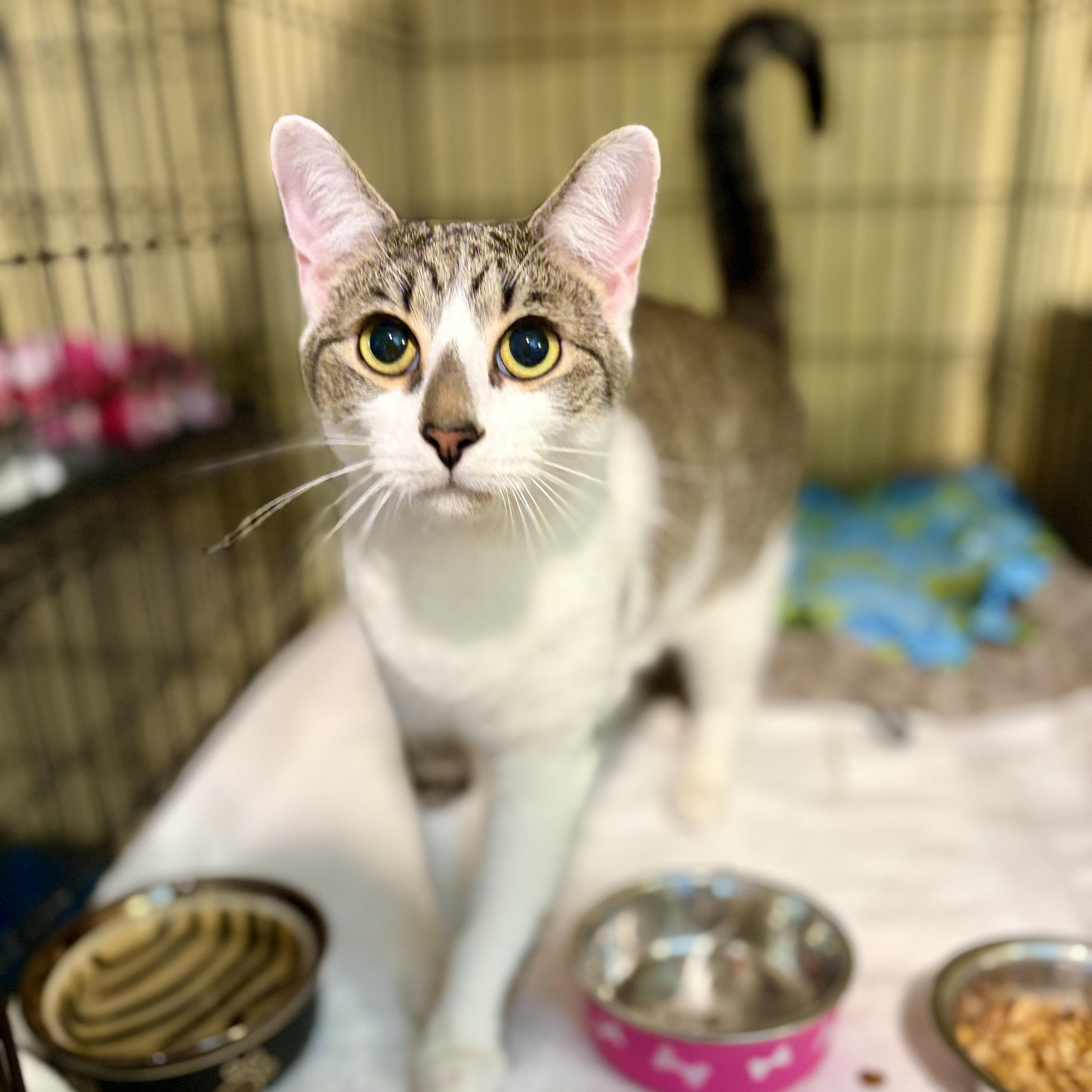 Enlarge Seamus, a Adoptable Domestic Short Hair in Greensboro, NC image 1/6