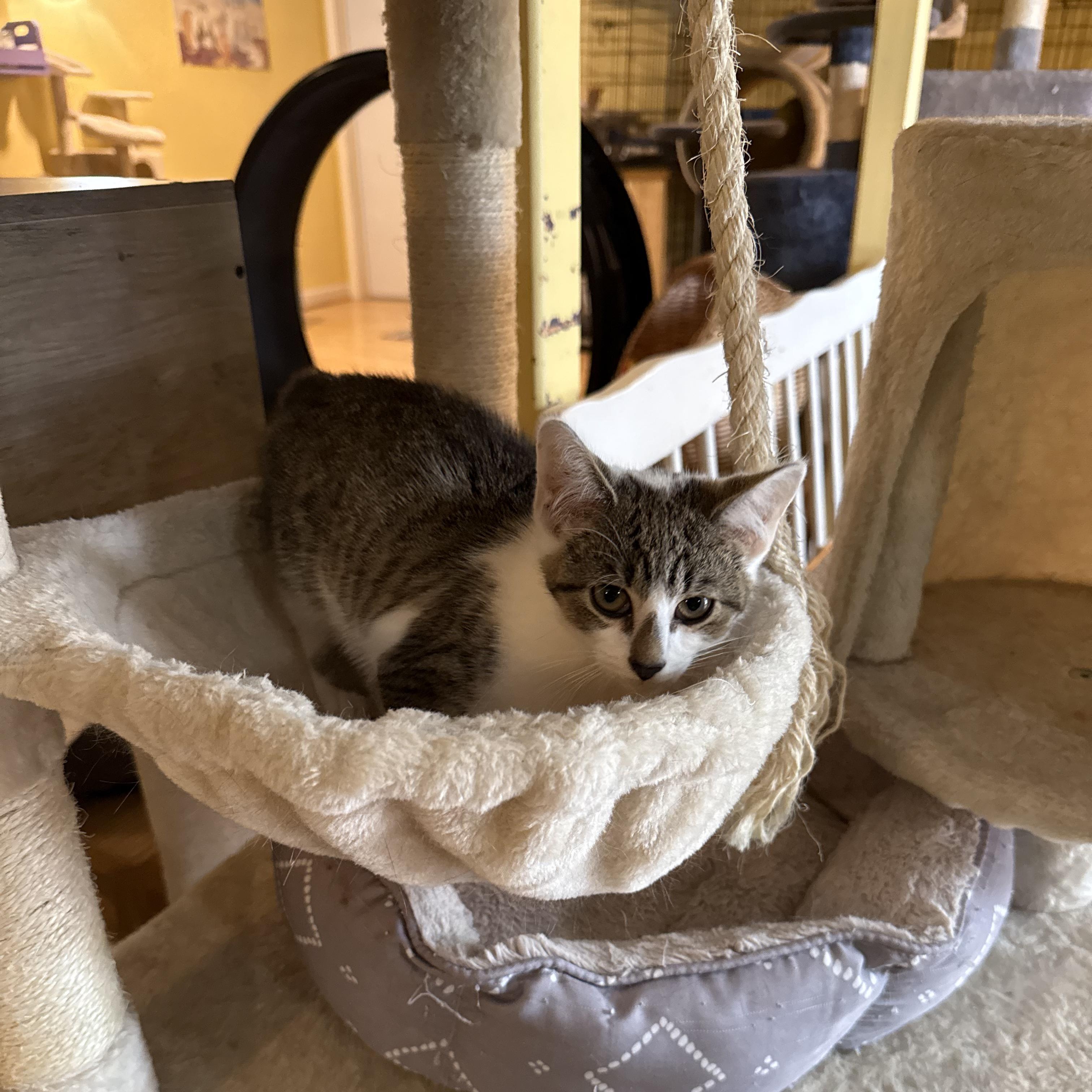 Seamus, a Adoptable Domestic Short Hair in Greensboro, NC image 3/3