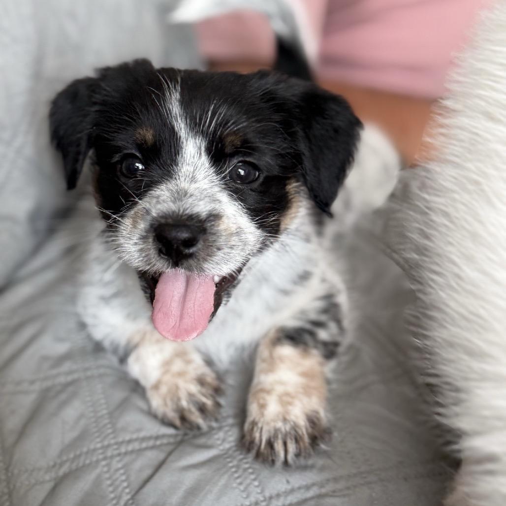 Bessie, Adoptable, Puppy Female Shih Tzu & Mixed Breed.
