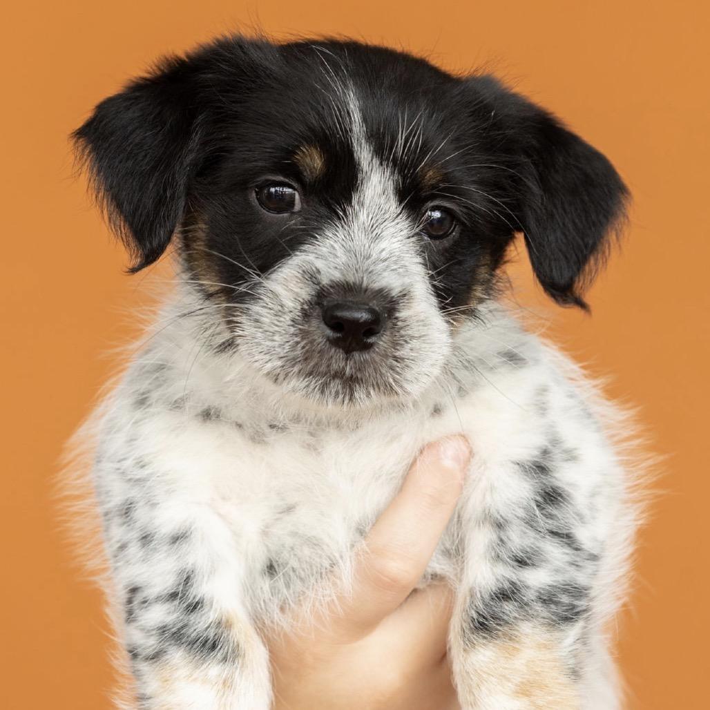 Enlarge Bessie, a Adoptable mixed breed in Southside, TN image 2/5