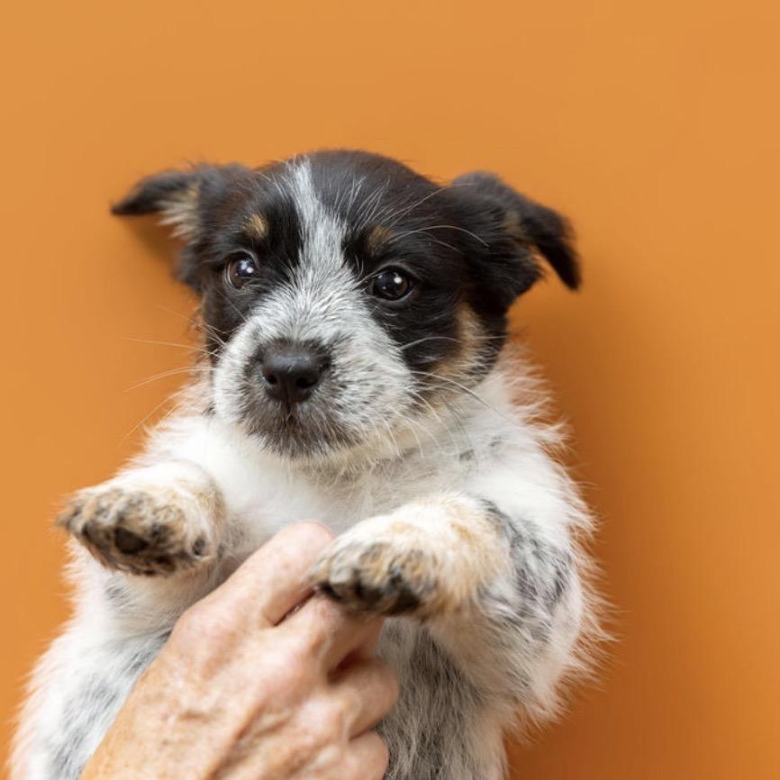 Enlarge Bessie, a Adoptable mixed breed in Southside, TN image 4/5