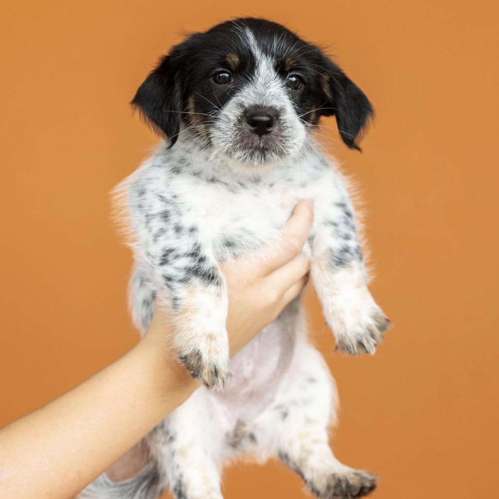 Enlarge Bessie, a Adoptable mixed breed in Southside, TN image 5/5